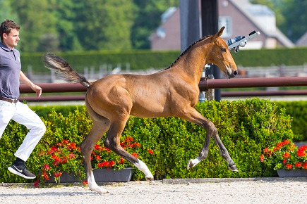 Illusive SFB Z — Stallion · 5y
