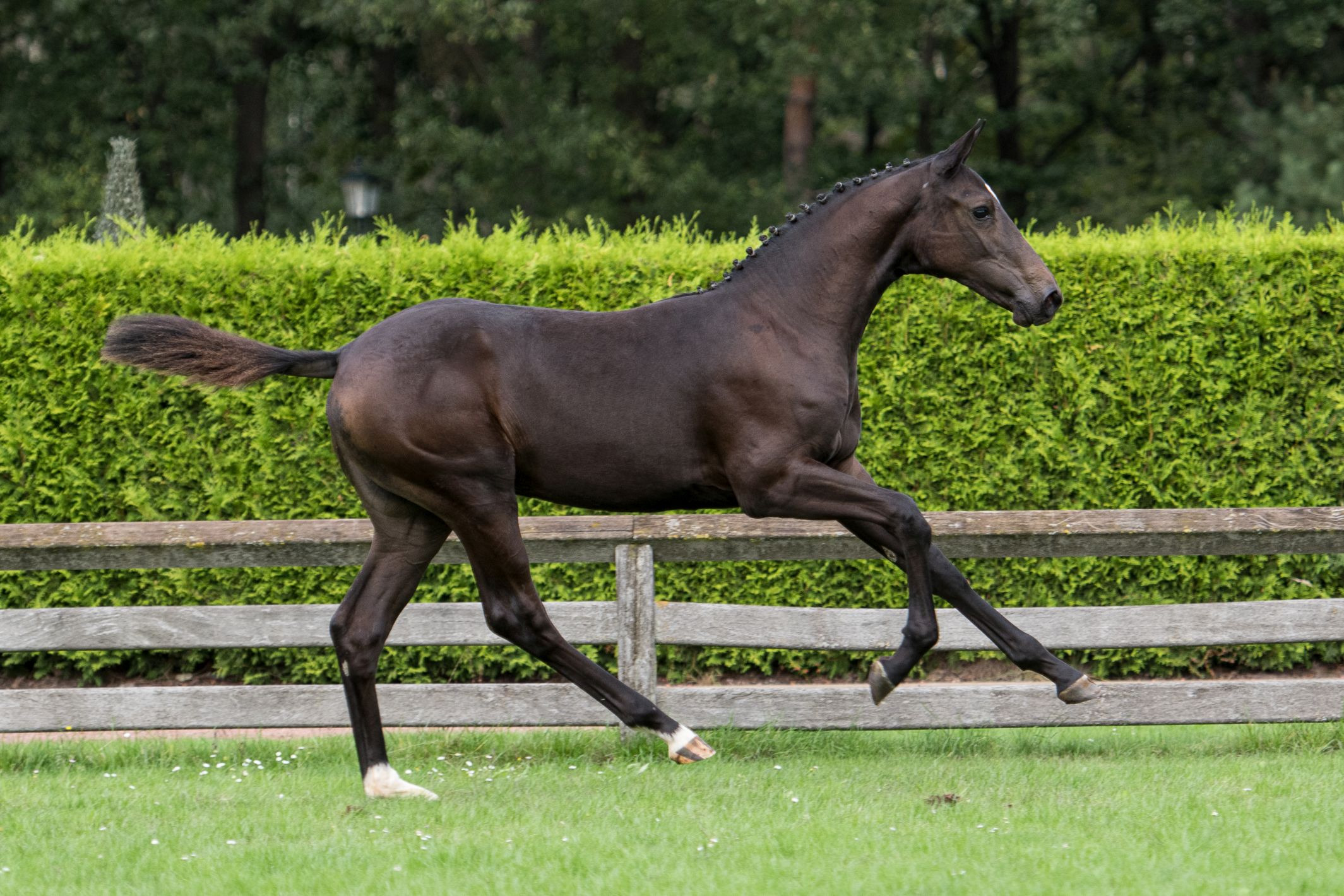 Zemely Z, filly by Zento — Mare · 6y