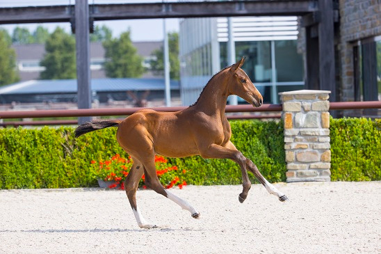 Bridgestone 2000 Z — Stallion · 26y