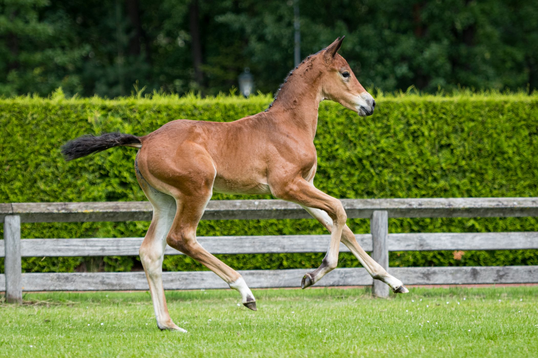 Pakke — Mare · 6y