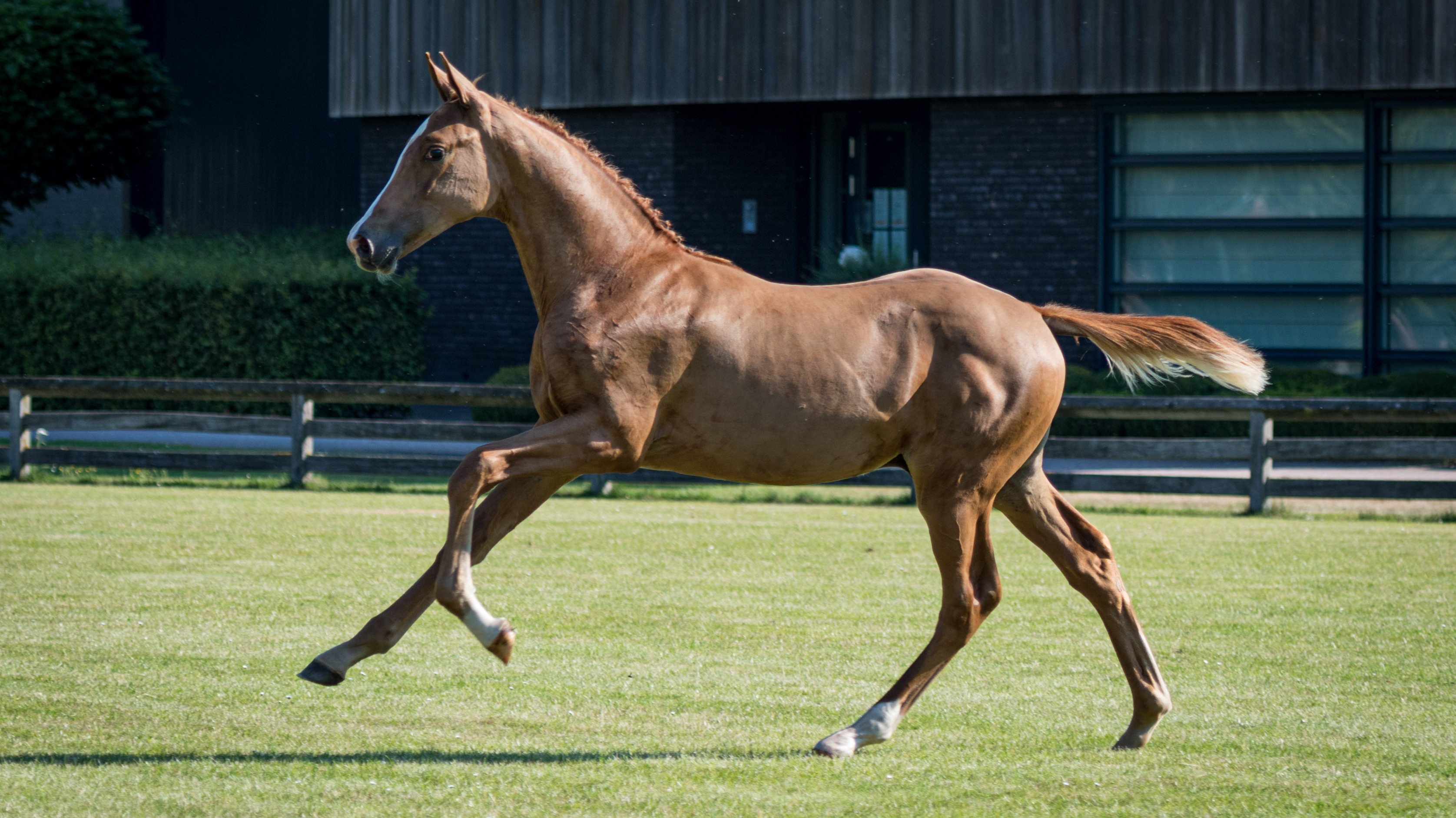 Pennsylvania, colt by Arezzo VDL — Stallion · 6y