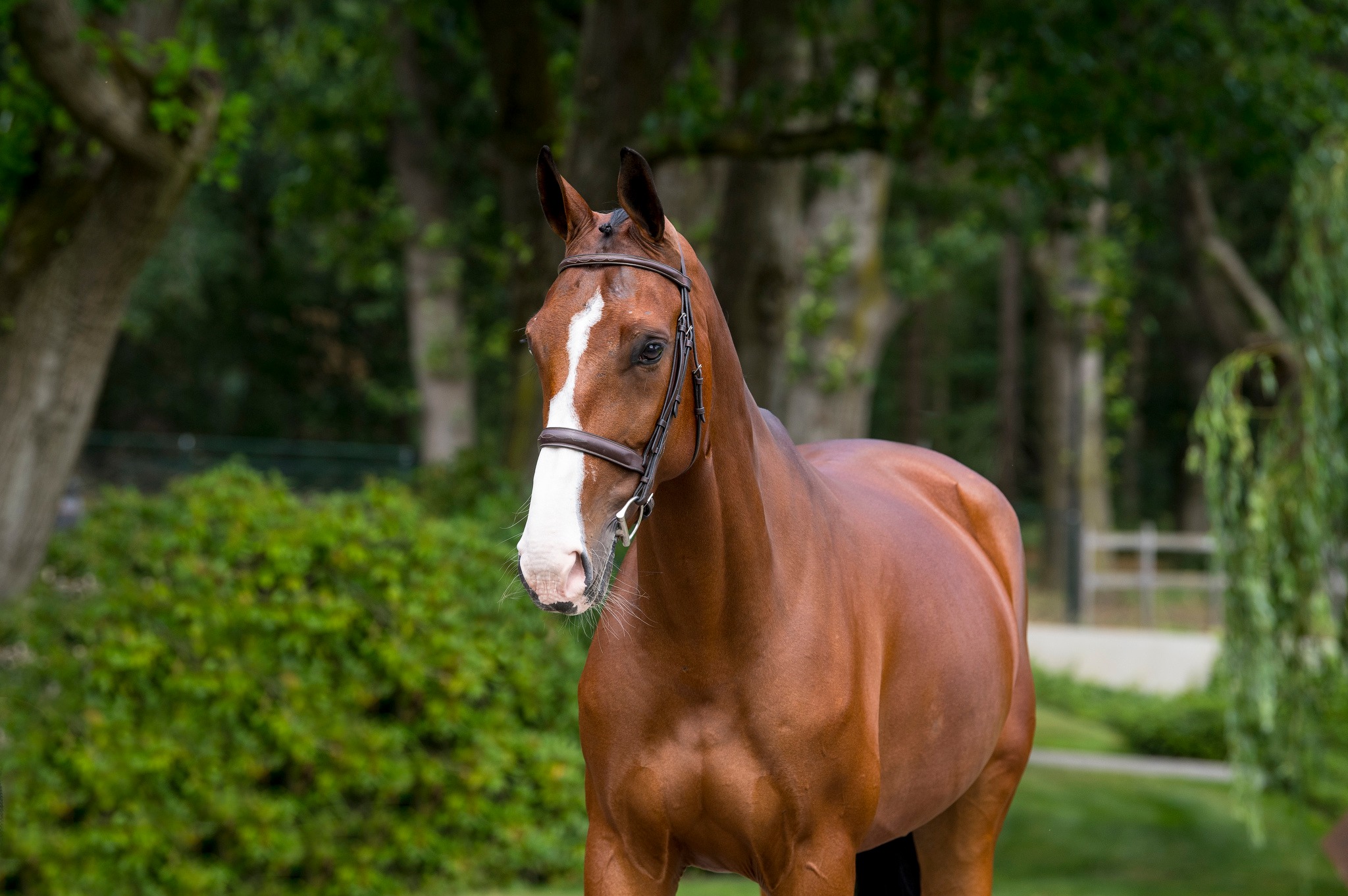 Gold Digger Z – Dutch Sport Horse Sales