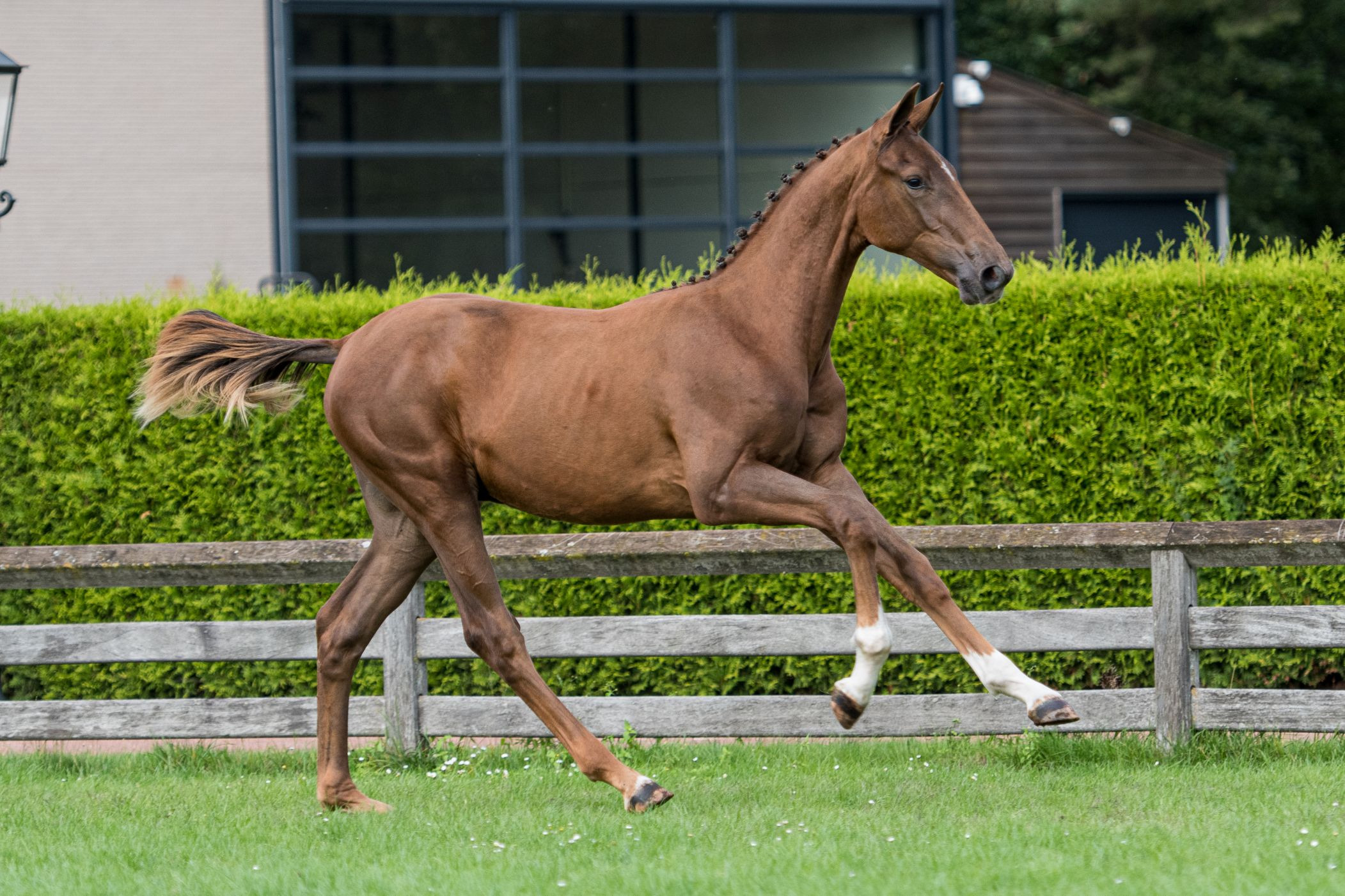 Padaone, colt by Diamant de Semilly — Stallion · 6y