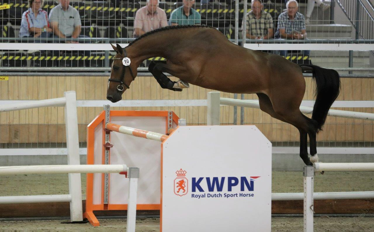 Mette VDL, mare by Etoulon VDL — Mare · 9y