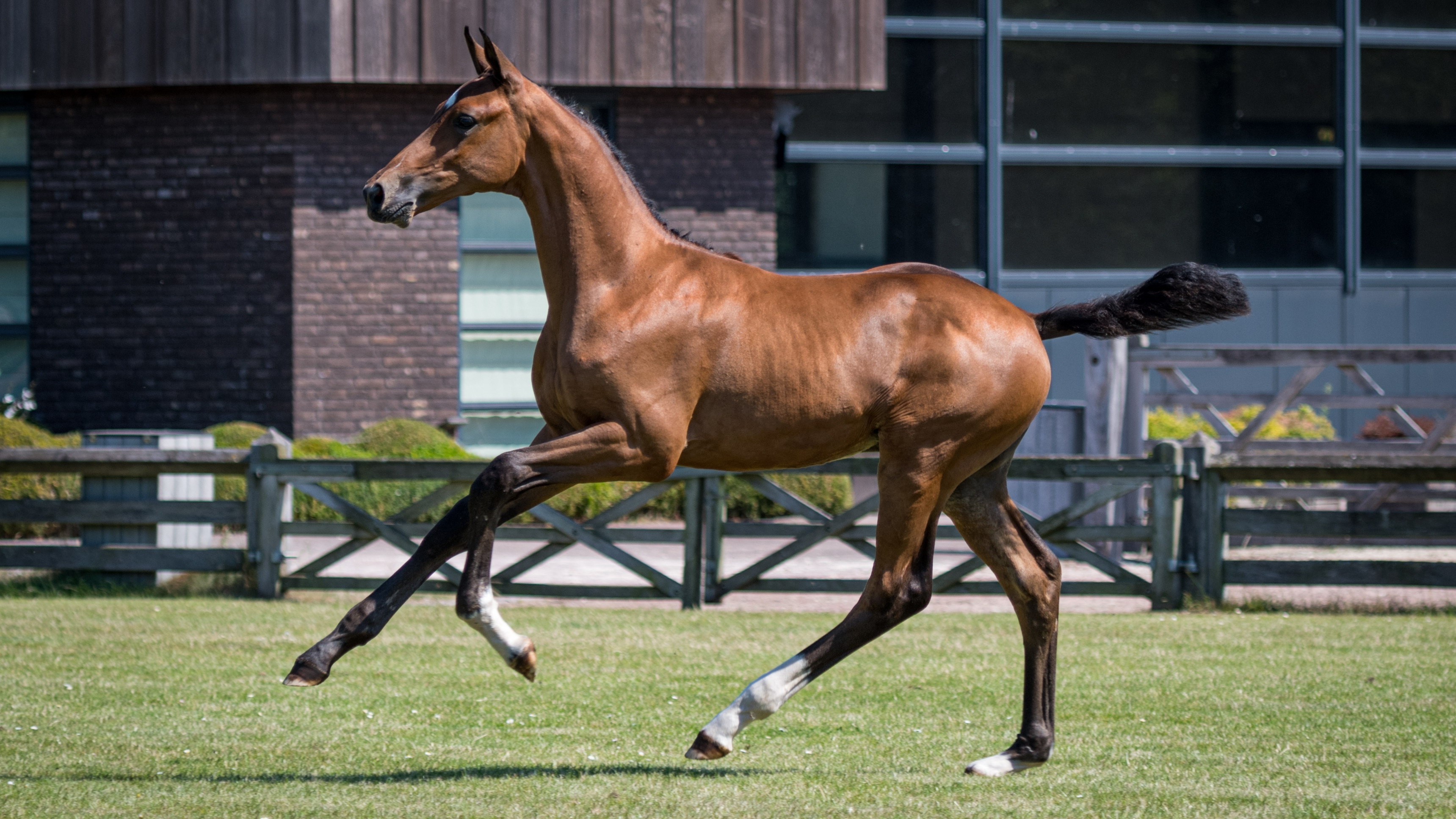 Paruso H, colt by For Friendship VDL — Stallion · 6y