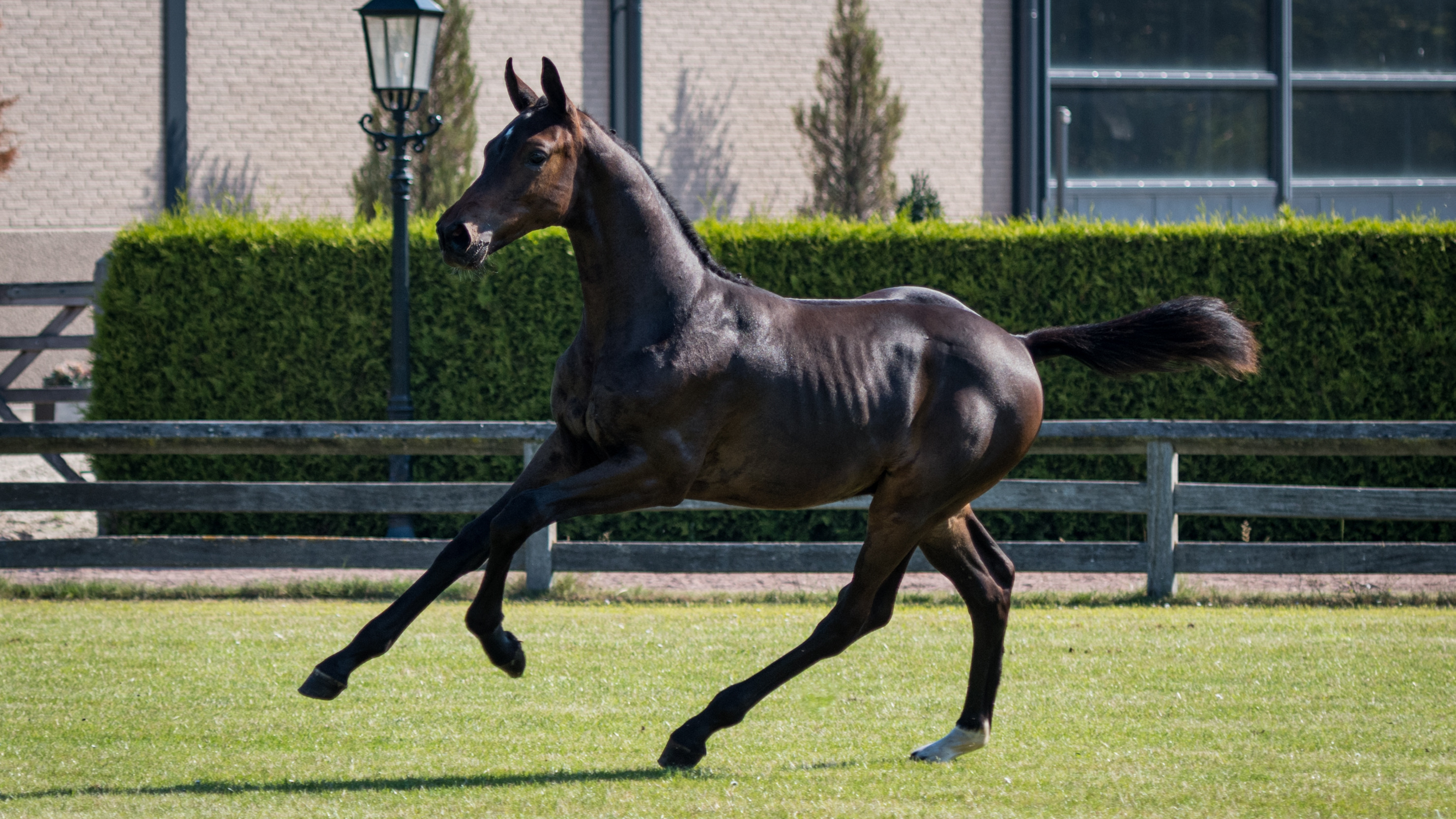 Cavalli Heechhiem, colt by Cornet Obolensky — Stallion · 6y