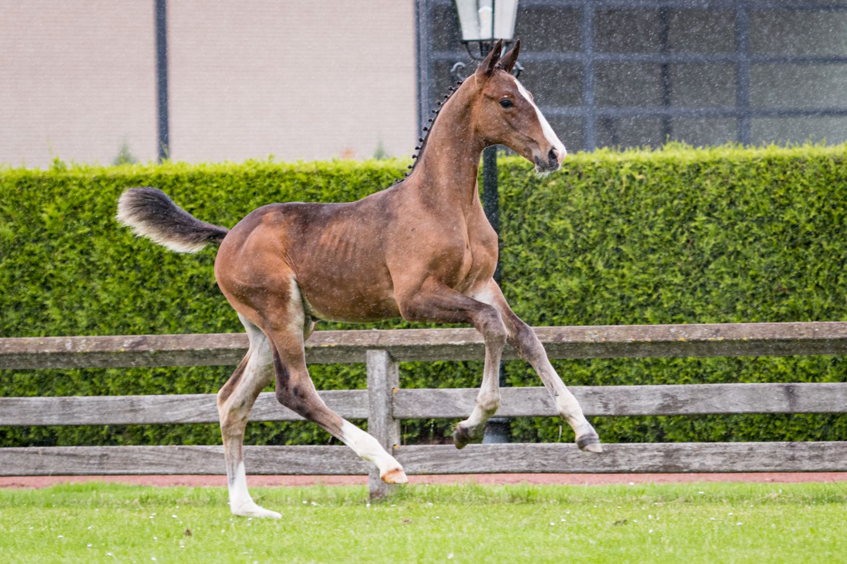 Power Blue TM — Colt · 6y