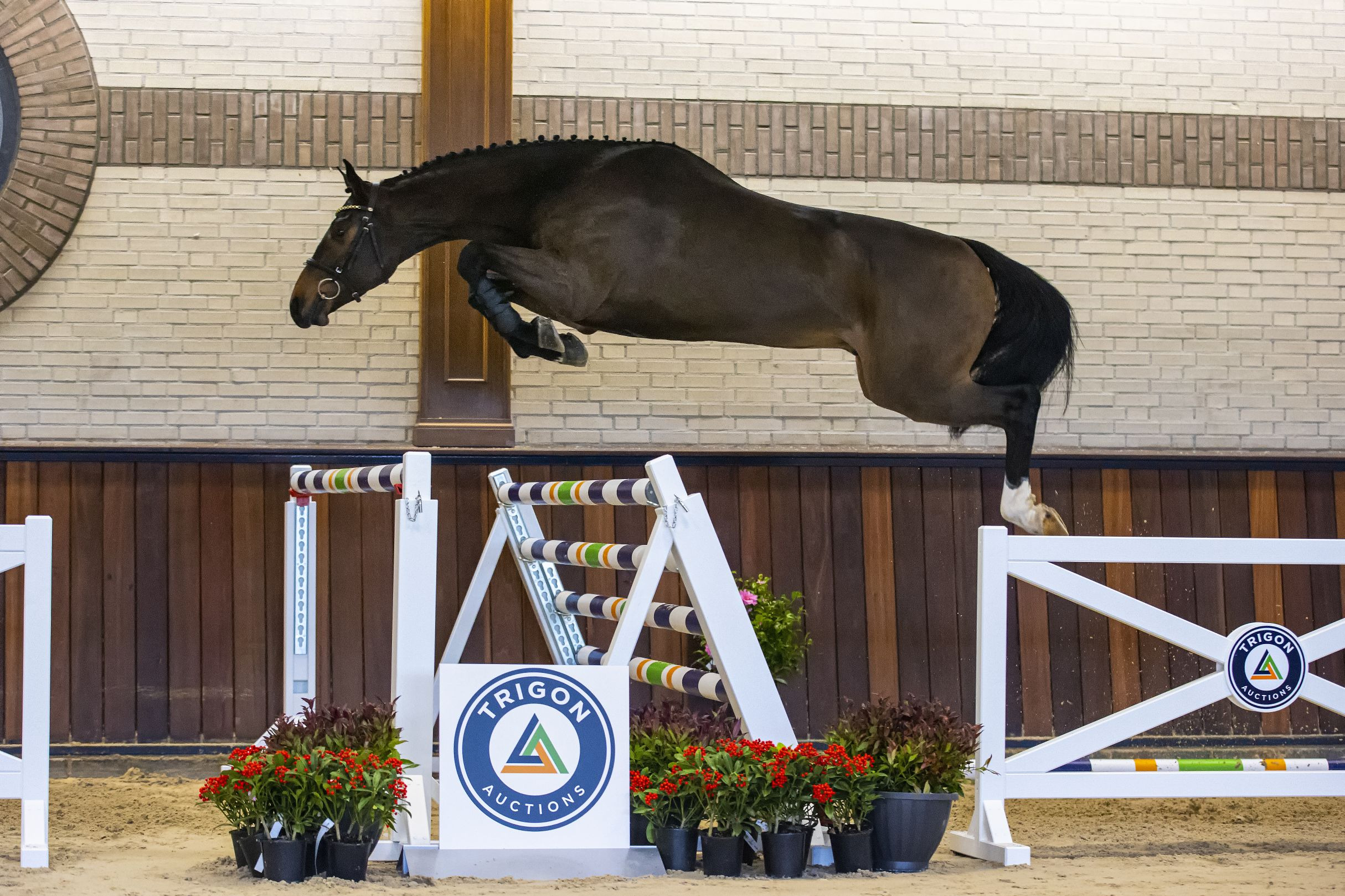 Mini Cooper HC, gelding by Inaico VDL — Gelding · 9y