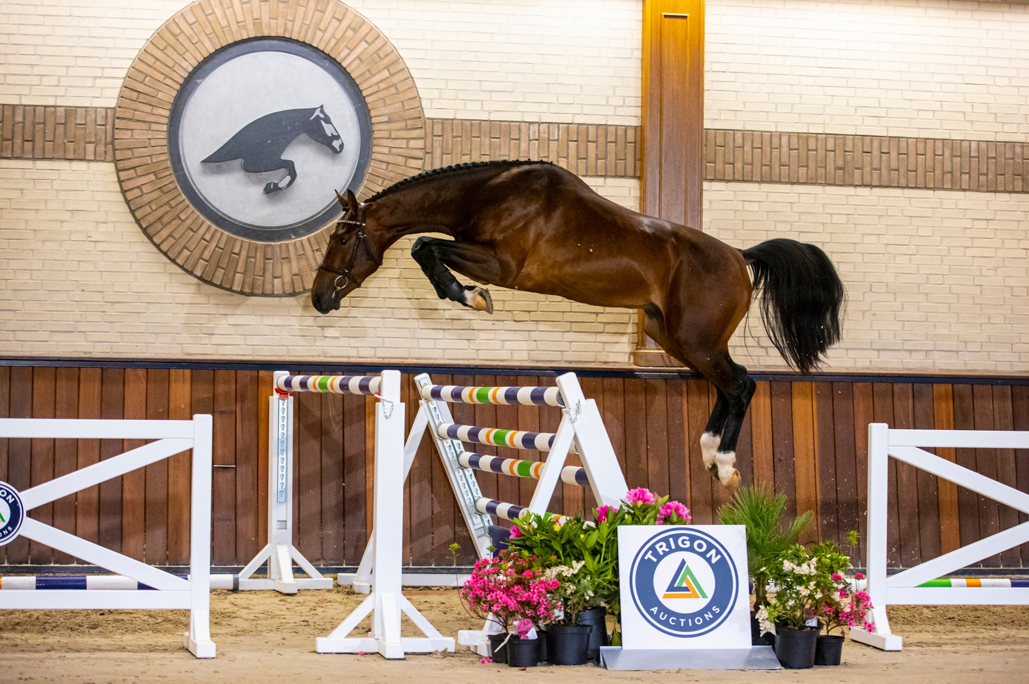 Noah, stallion by Etoulon VDL — Stallion · 8y