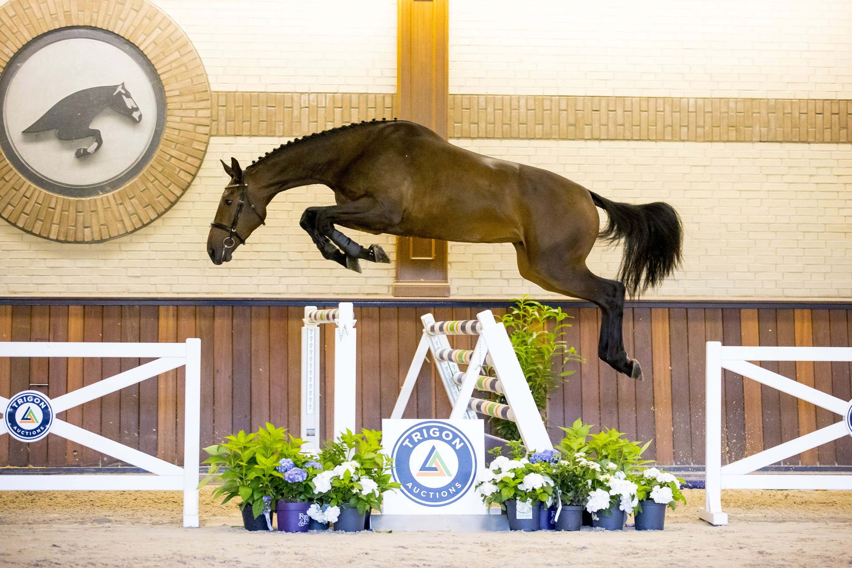 Nisolde — KWPN · Stallion · 8y