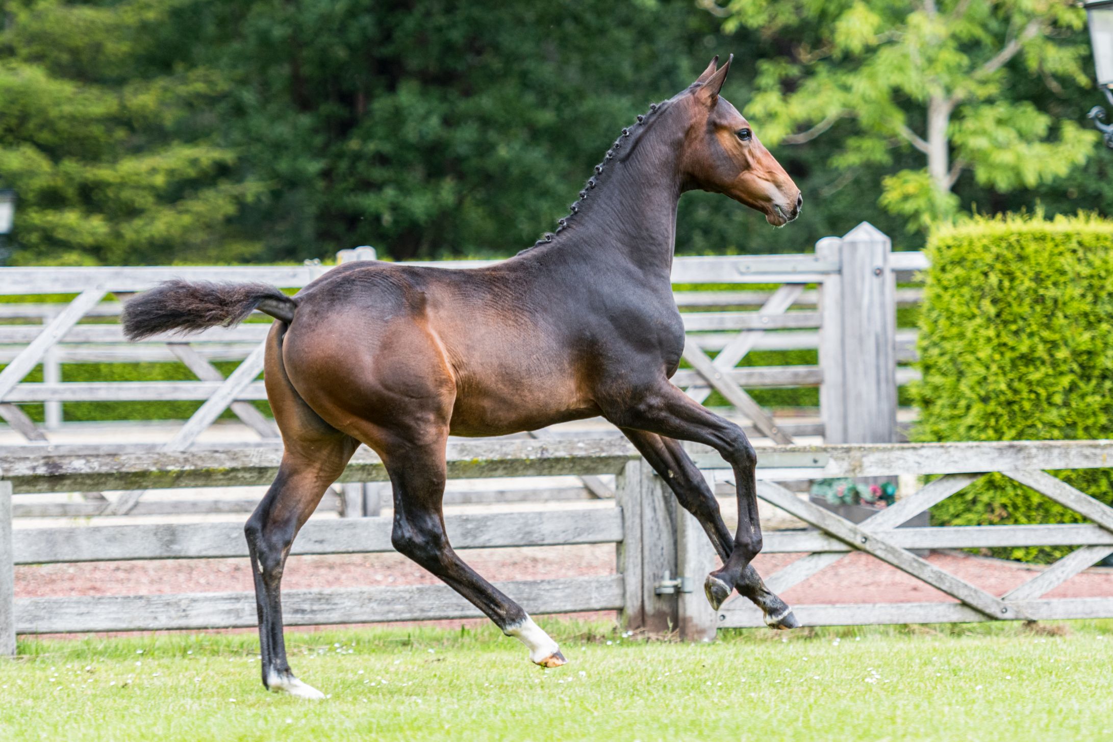 Presly — Stallion · 6y