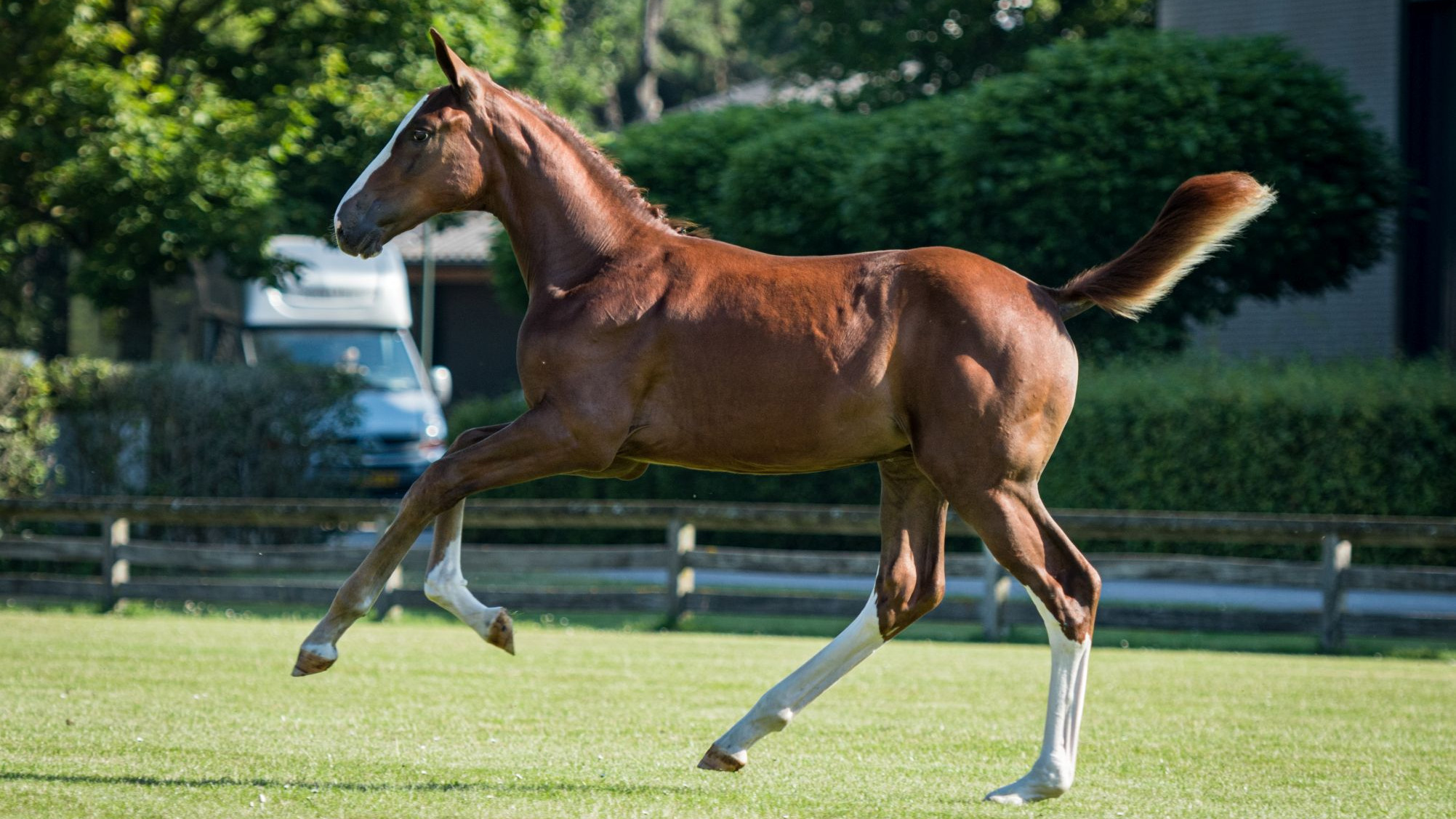 Ulrik van't Merelsnest, colt by Emerald van 't Ruytershof — Stallion · 6y
