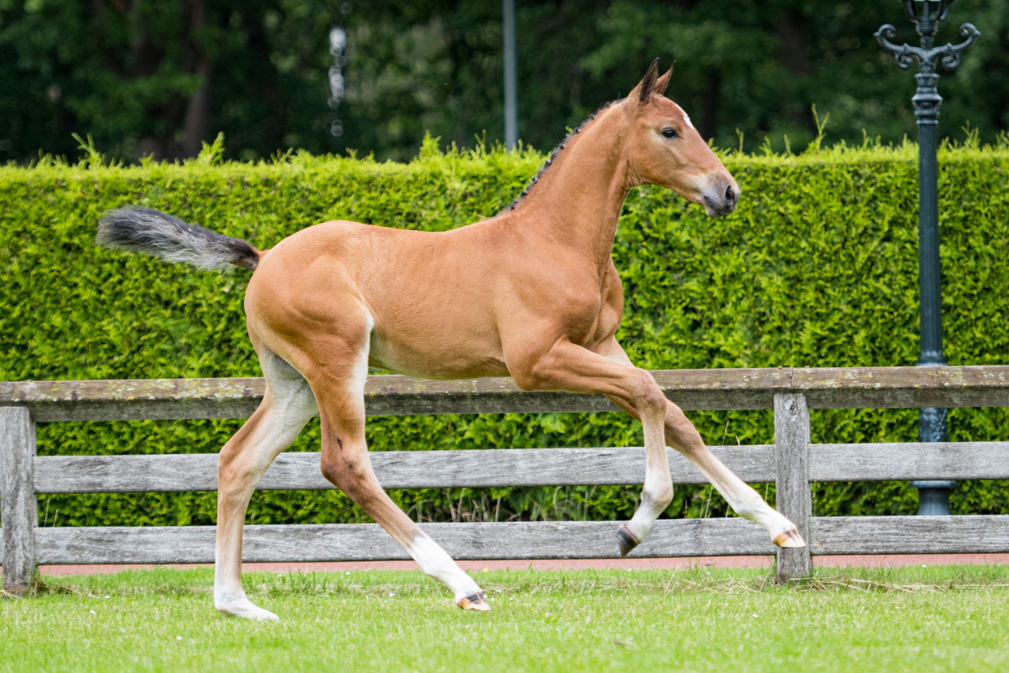 Powerboy of Hirasinaa — Colt · 6y