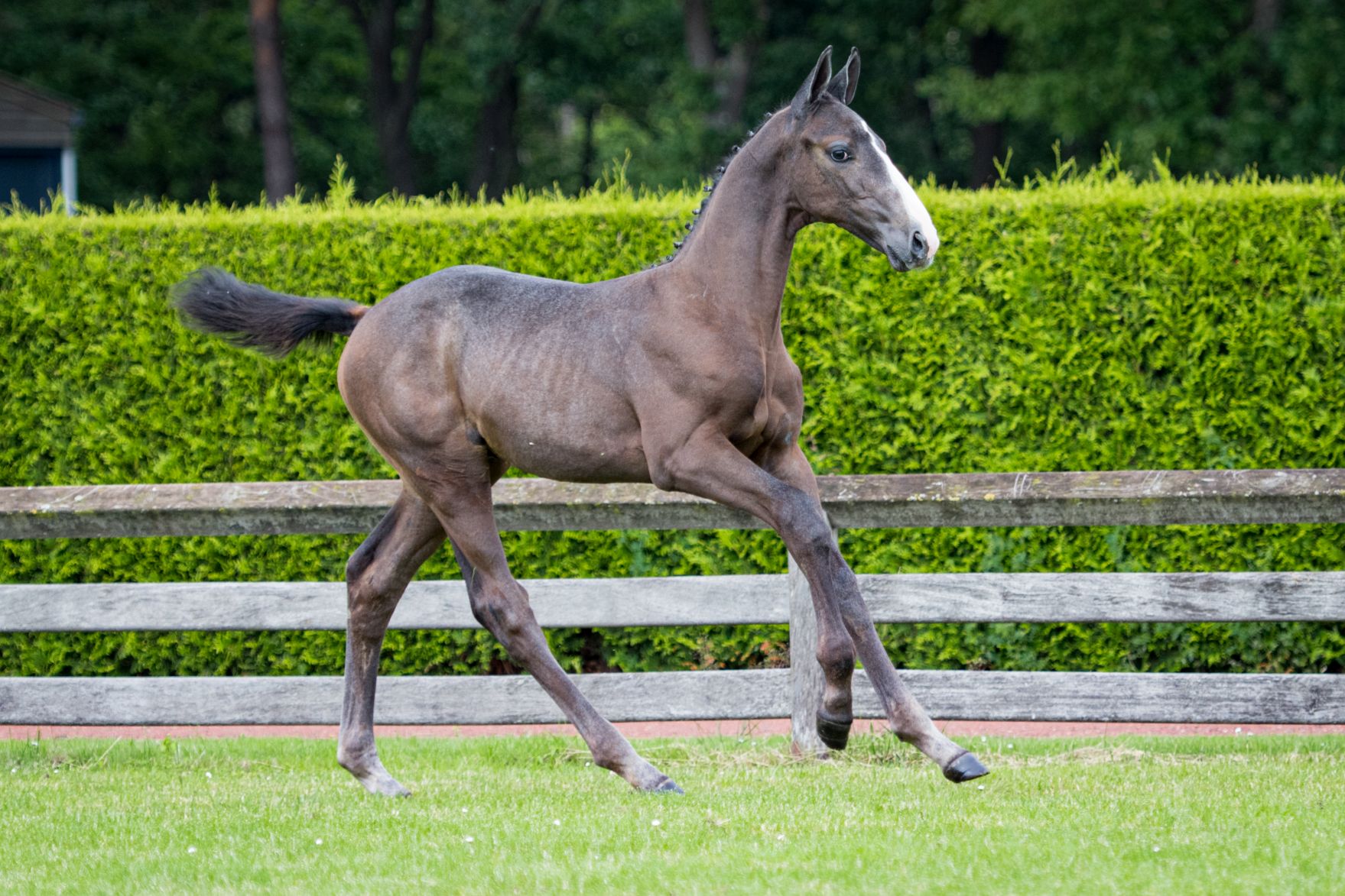 Polydox VDL — Stallion · 6y