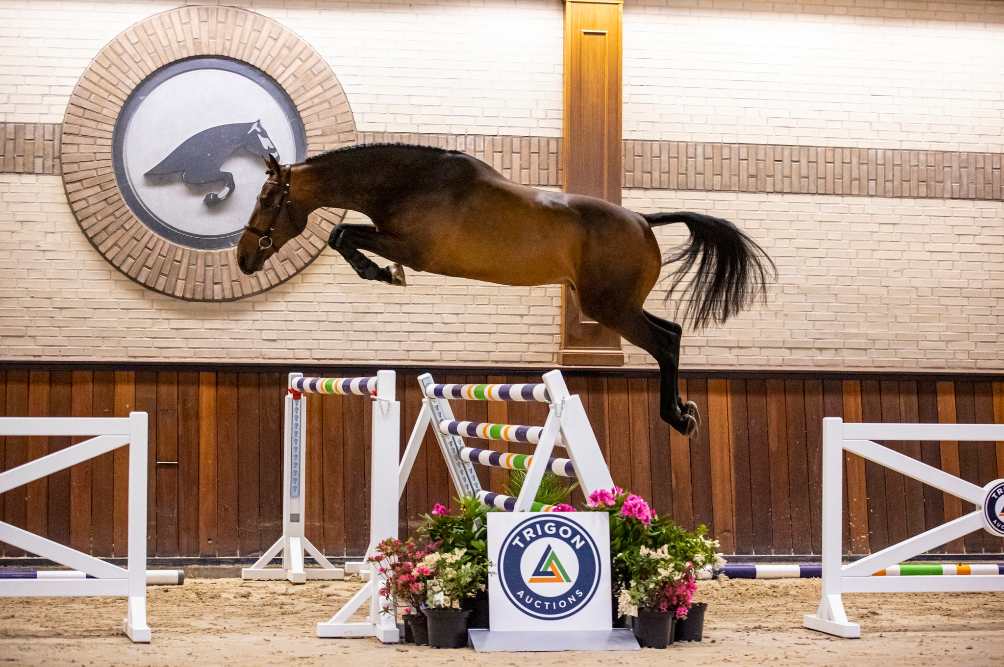 Norton VDL, stallion by Impressive VDL — Stallion · 8y
