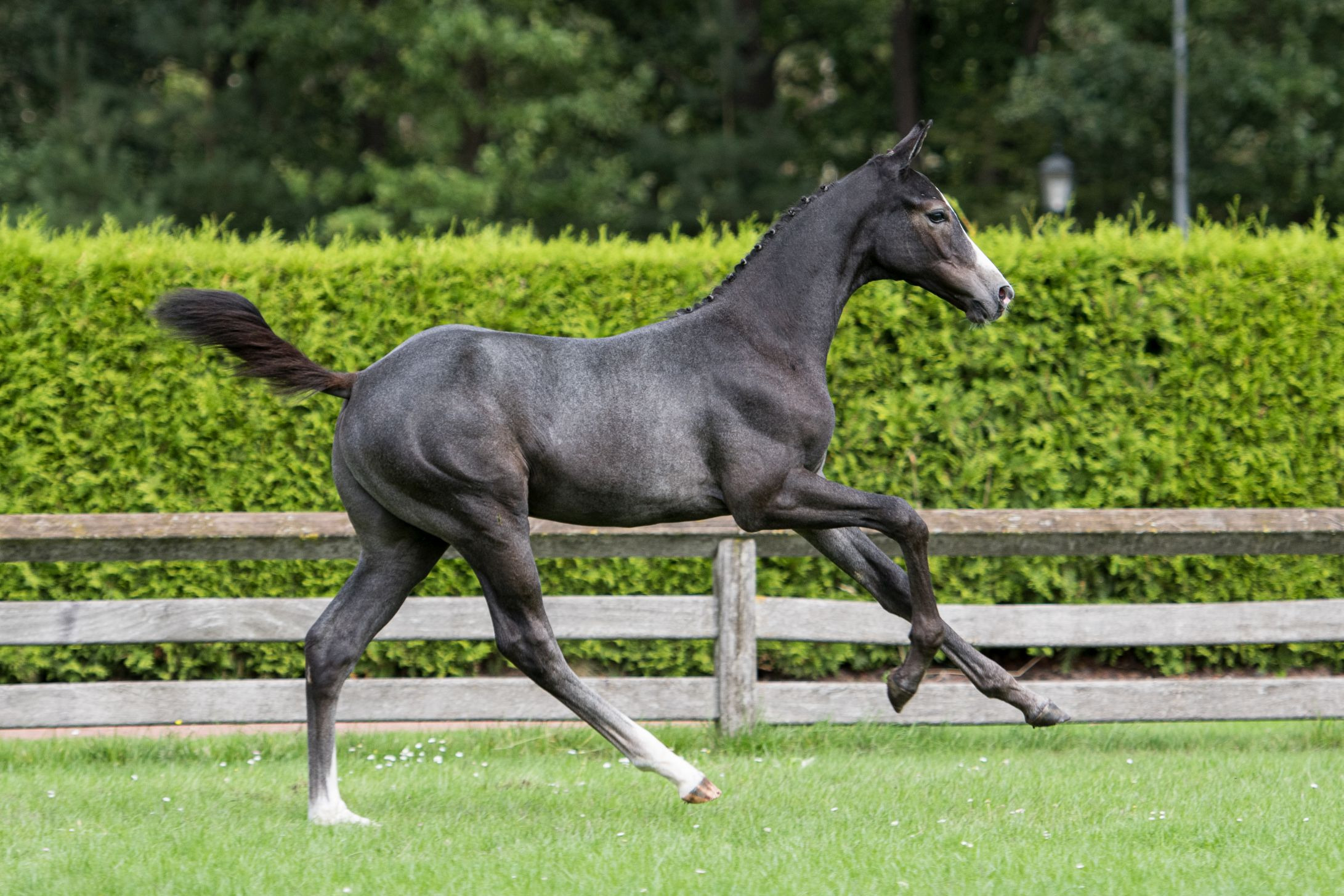 Utami van 't Merelsnest, colt by Leandro VG — Stallion · 6y