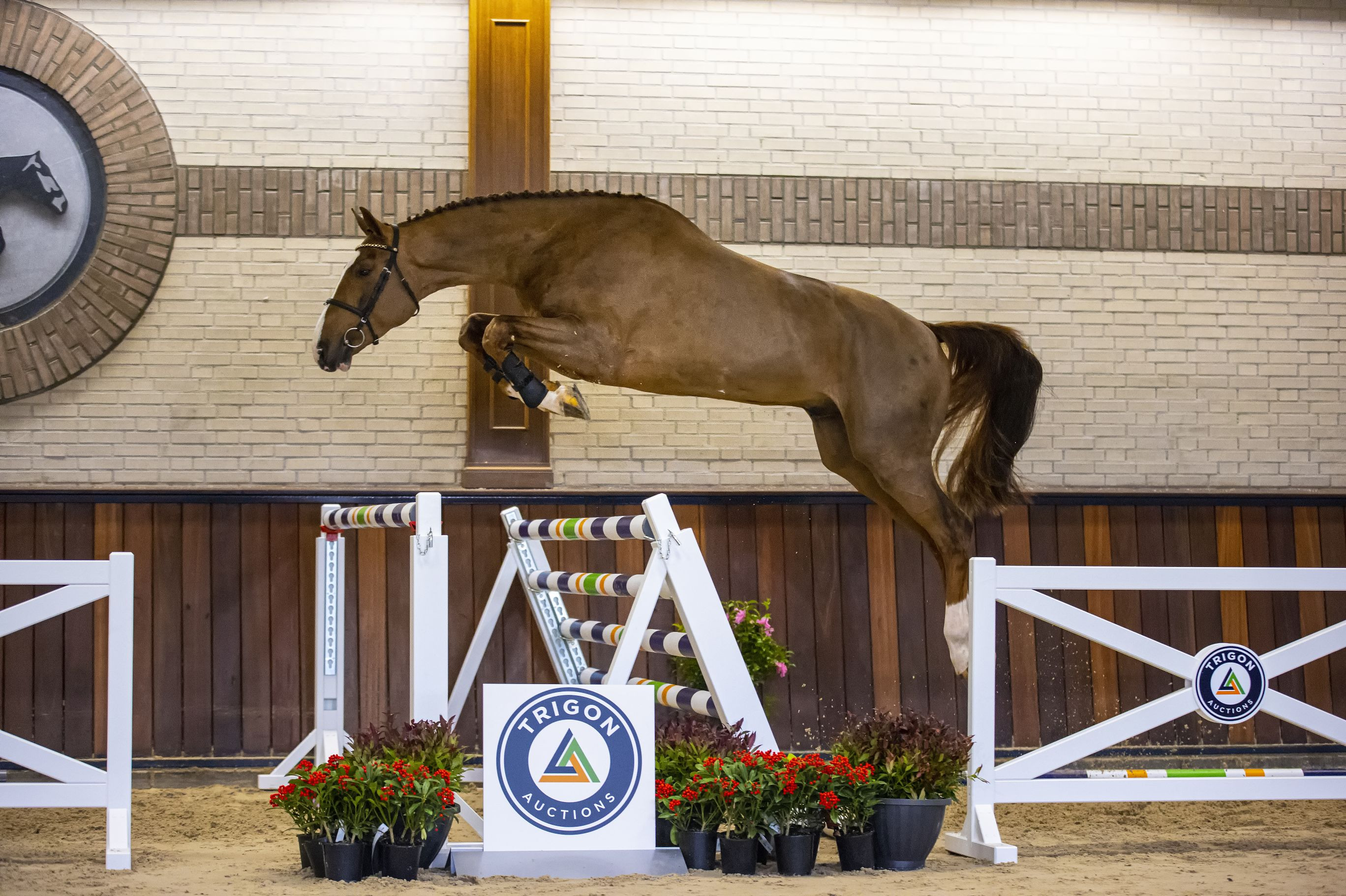 Maranti, stallion by Douglas — Stallion · 9y