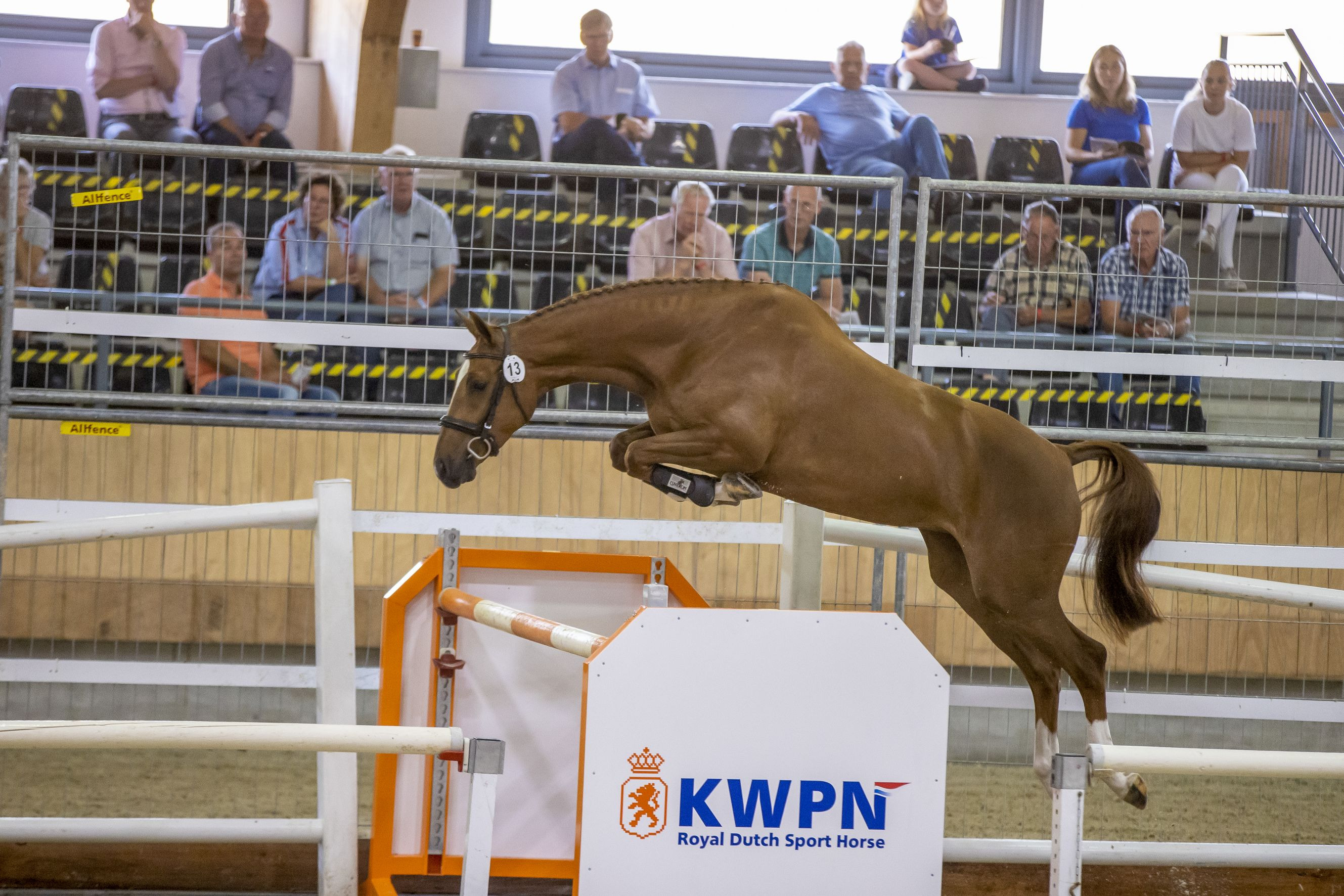 Myrusa H, mare by Falaise de Muze — Mare · 9y