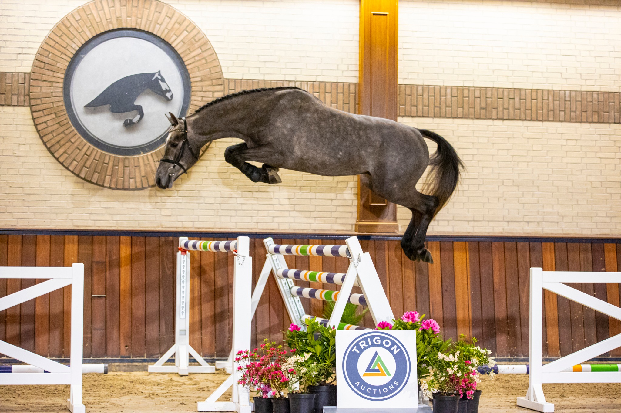 Cobalt van't Heechhiem Z, stallion by Cohinoor VDL — Stallion · 8y