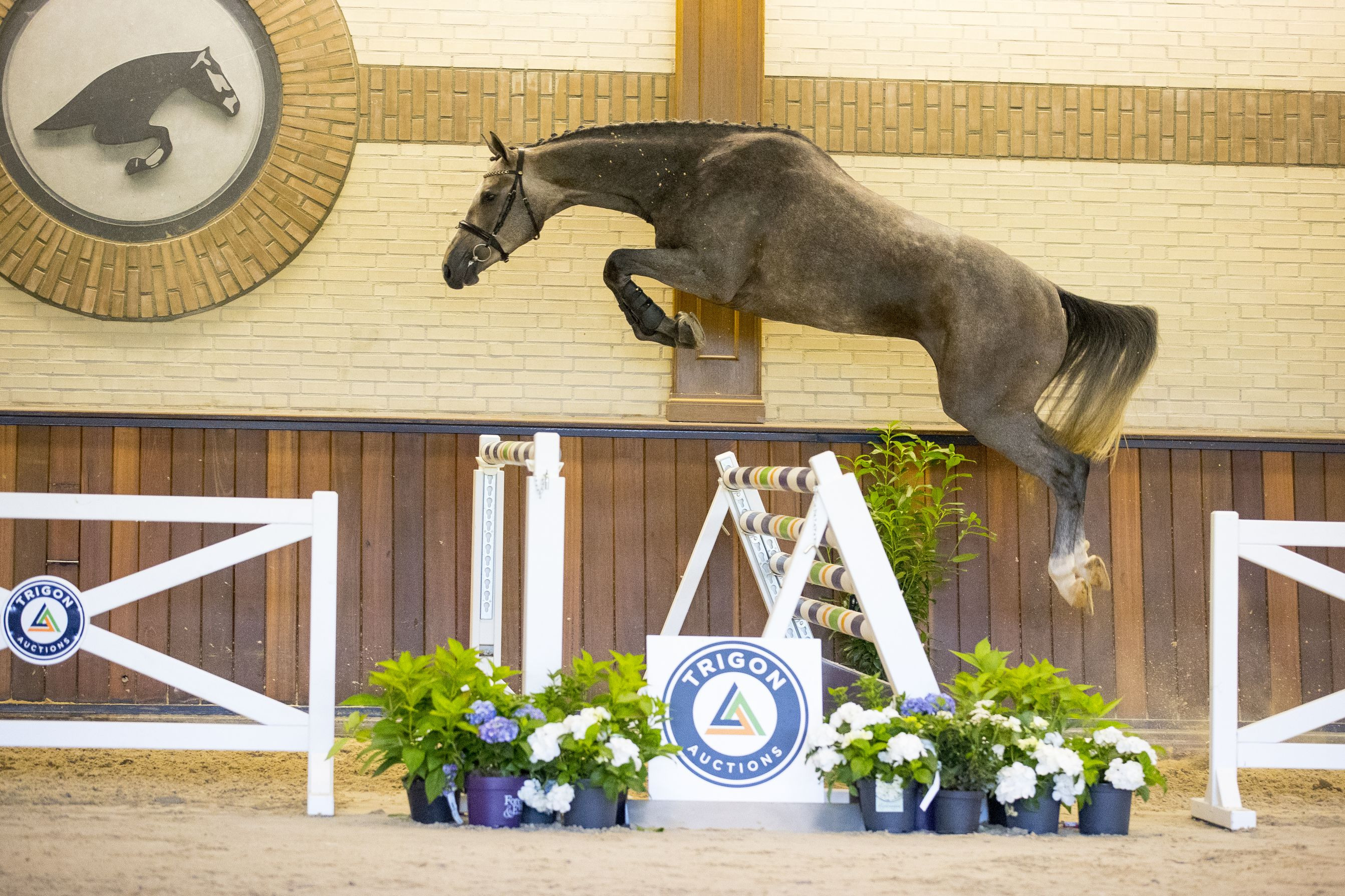 Niro Blue — Gelding · 8y