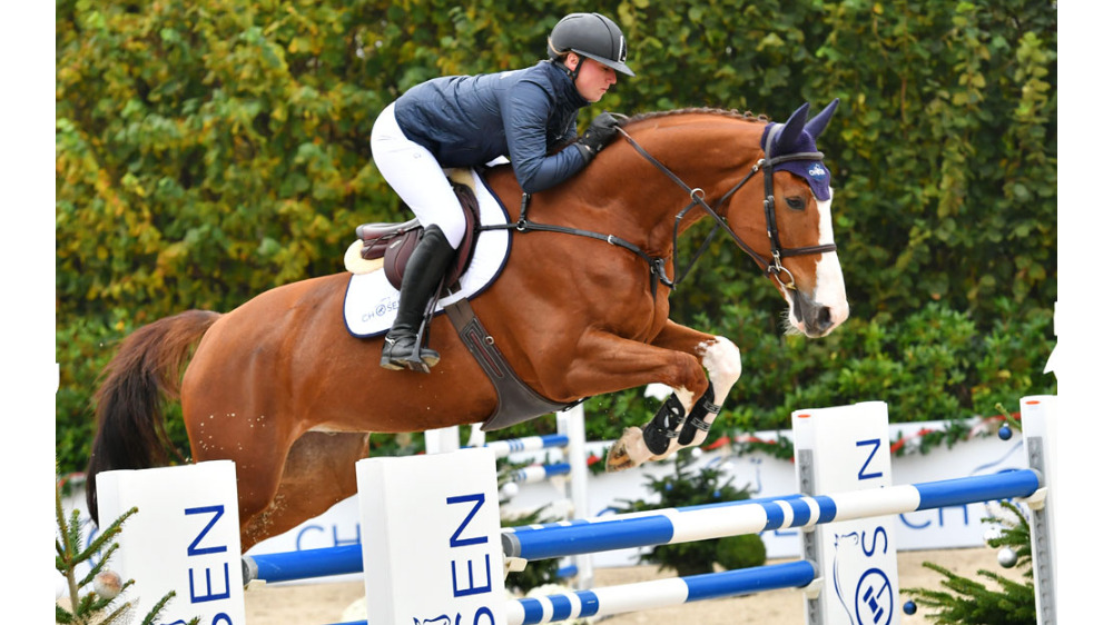 Evolinus Z — Gelding · 12y