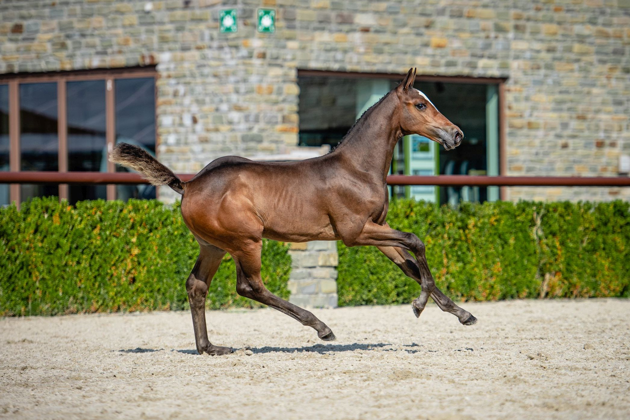 Great Handsome Kid BF Z — Colt · 5y