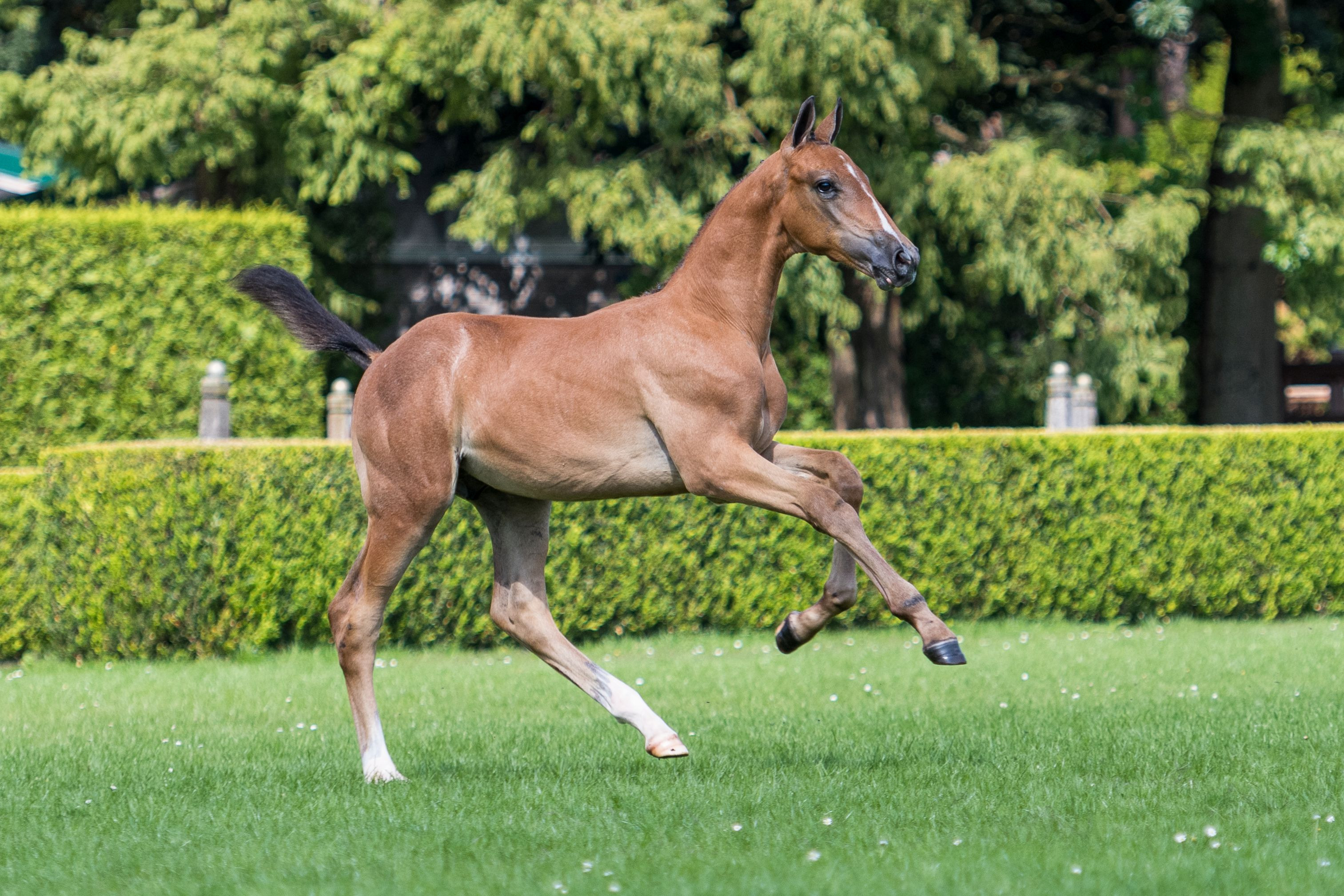 Zagarolo AWH Z, colt by Zirocco blue VDL — Stallion · 6y