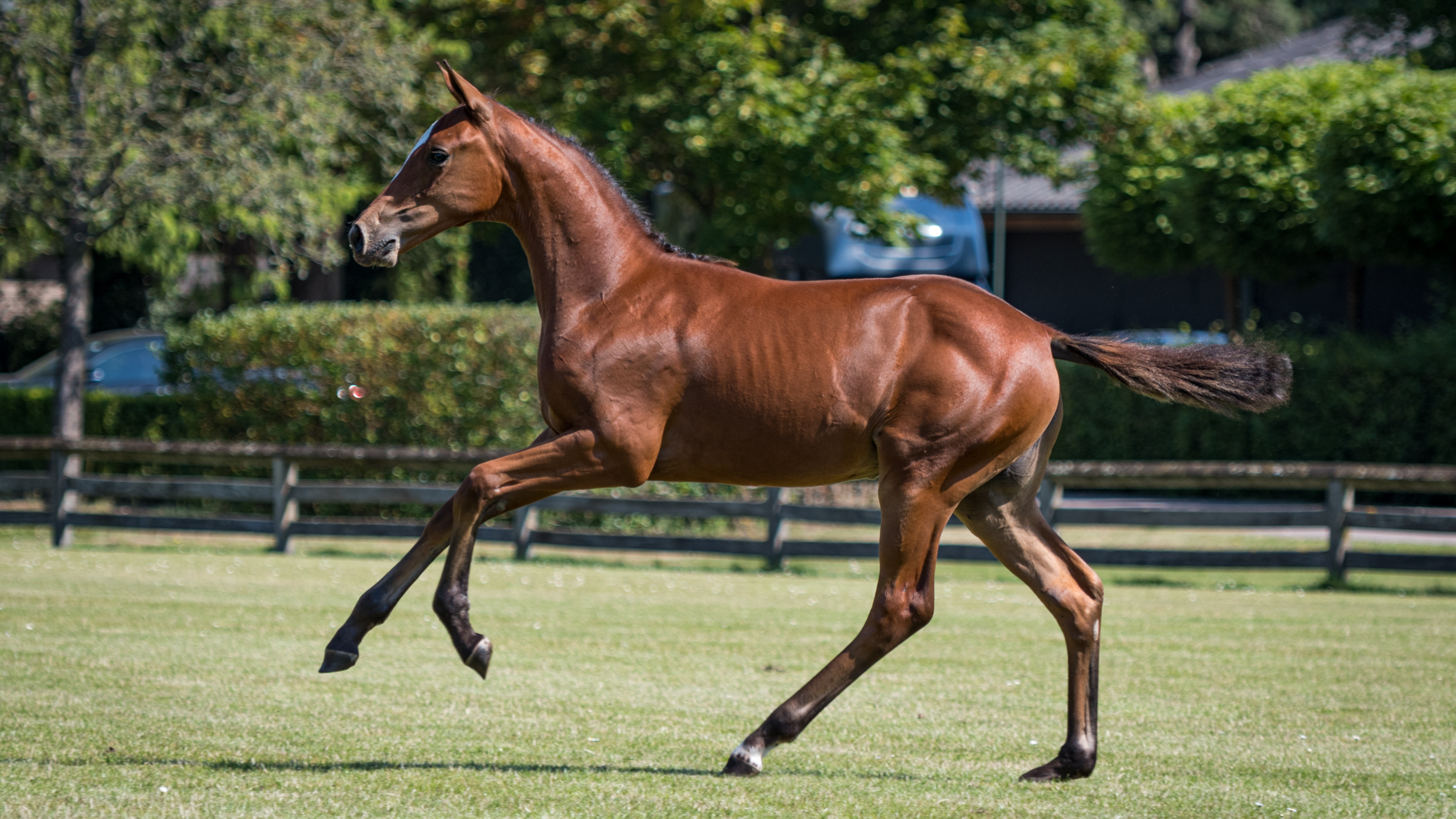 Pavlova, filly by Verdi — Mare · 6y