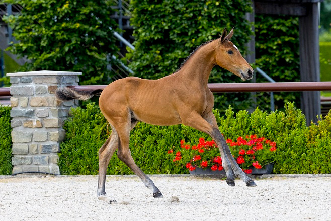 Royal Ischa V&V — Filly · 5y