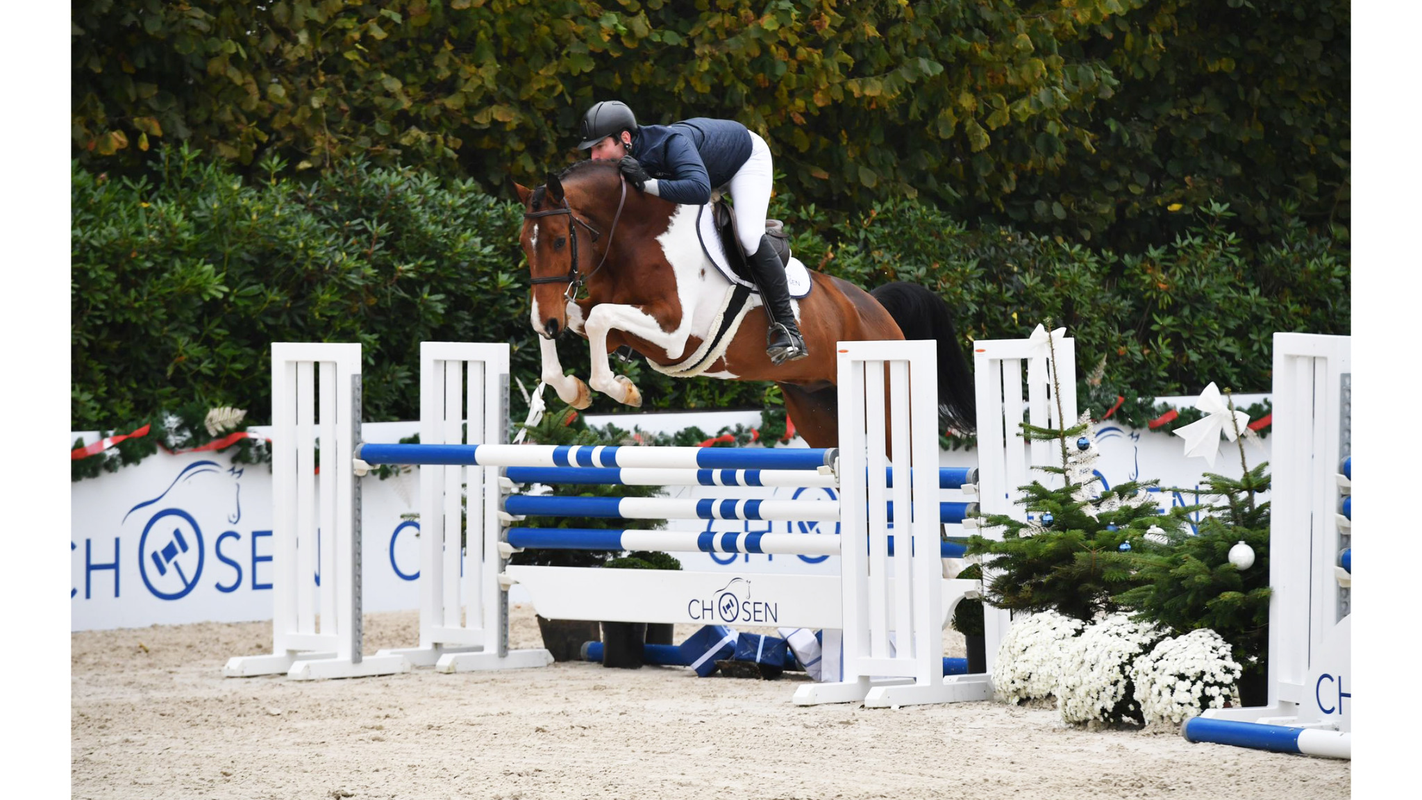 Cochise De Blagny — Gelding · 14y