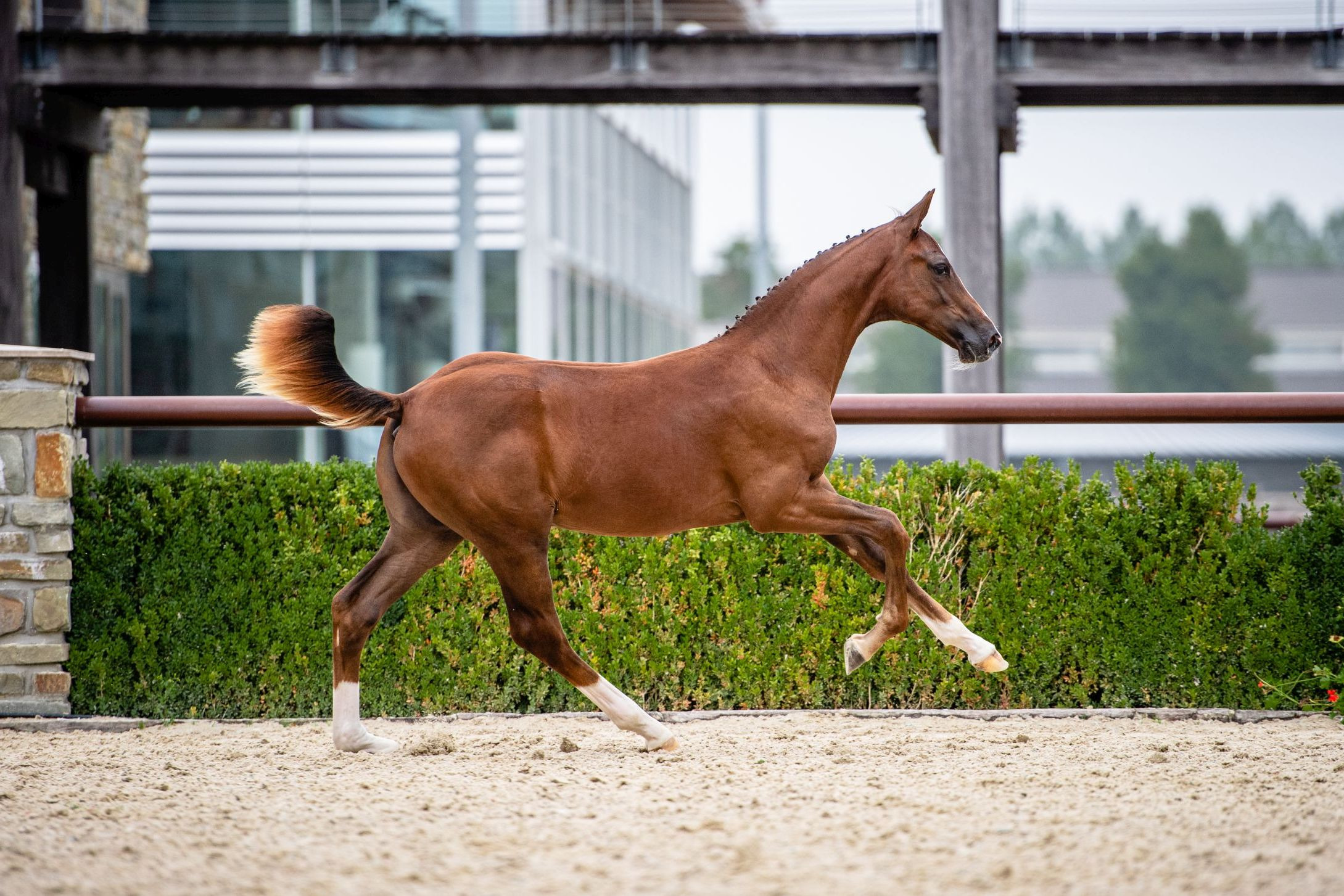Rhett Minka MB - NOT SOLD — Stallion · 5y