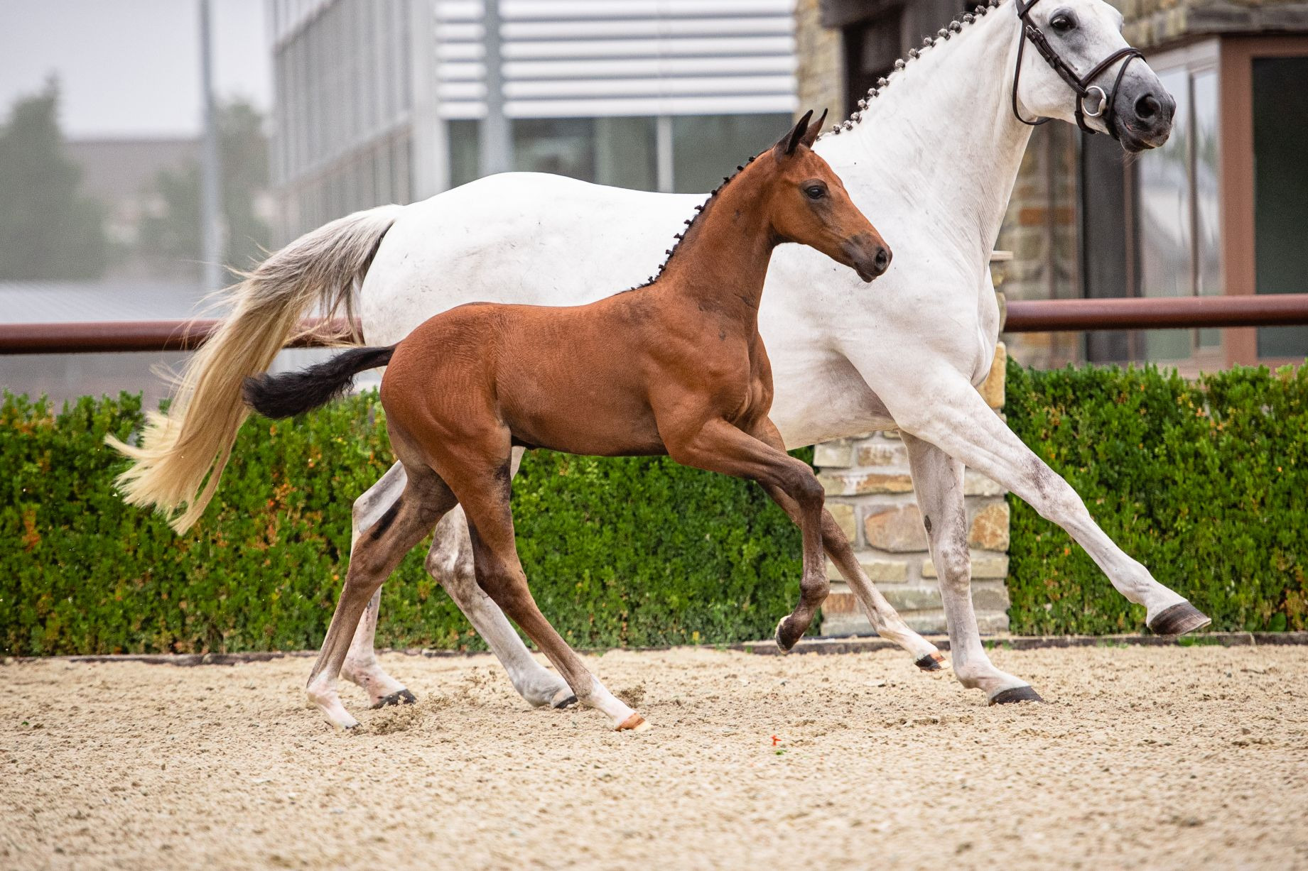Rockstar — Stallion · 5y