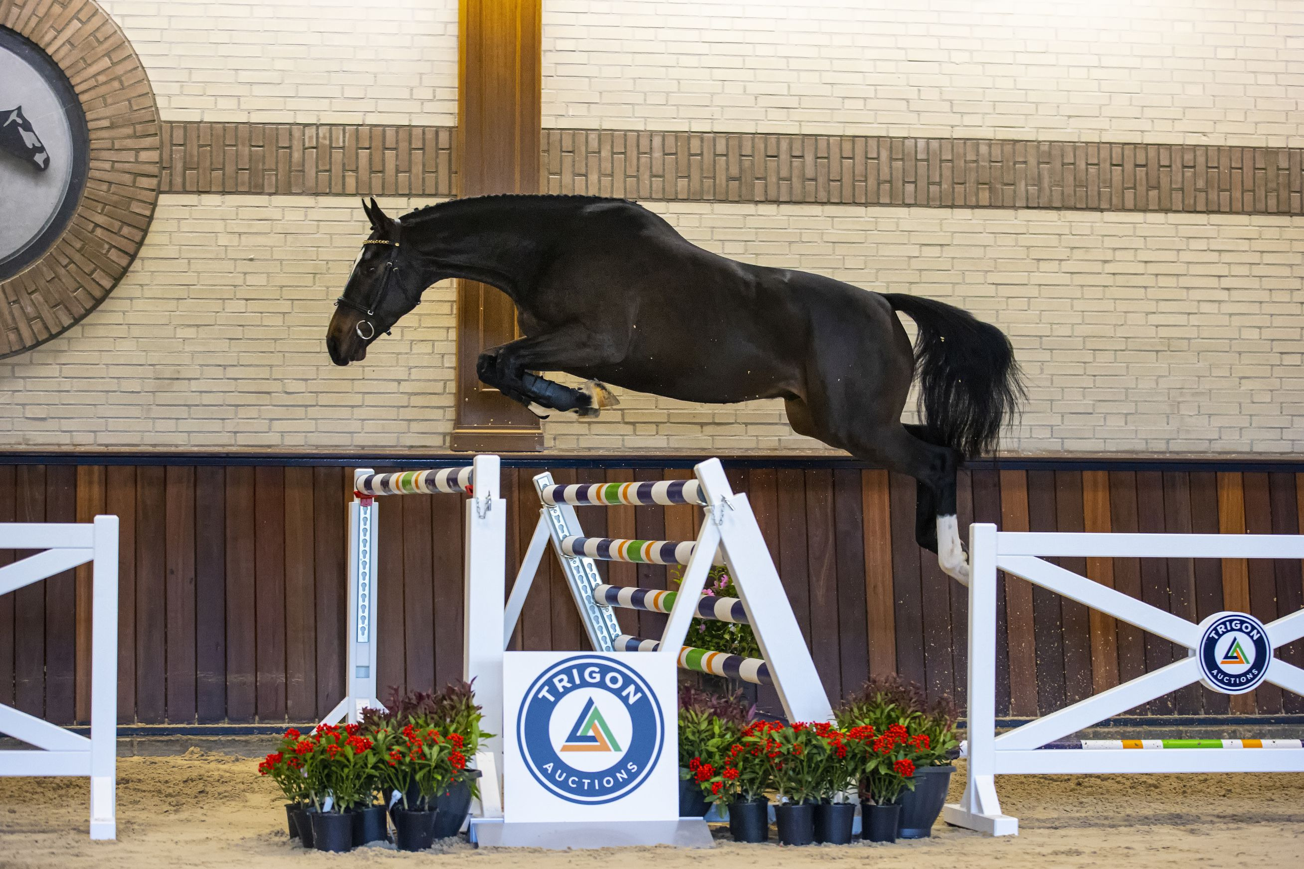 Madison VDL, gelding by Global Express — Gelding · 9y