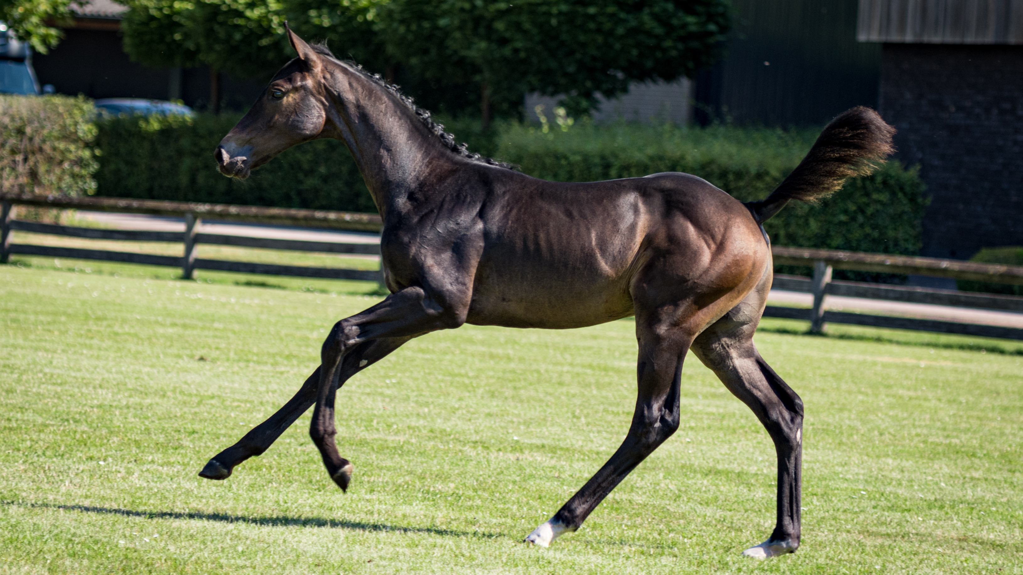 Utilis van de Vondel, filly by Conthargos — Mare · 6y