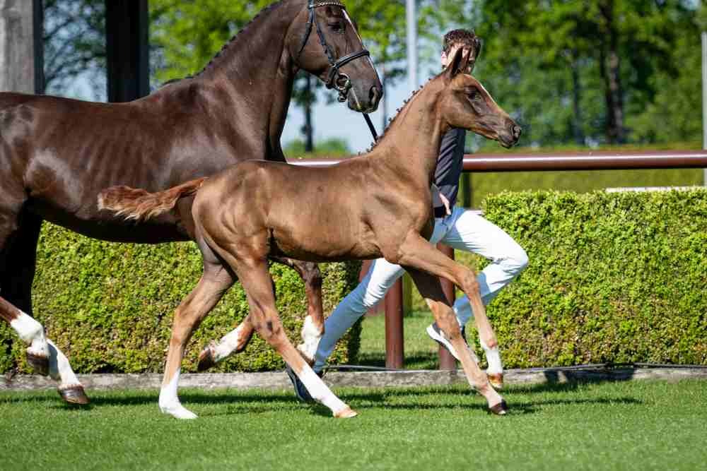 Rohan, colt by Defender VDS Z — Stallion · 5y