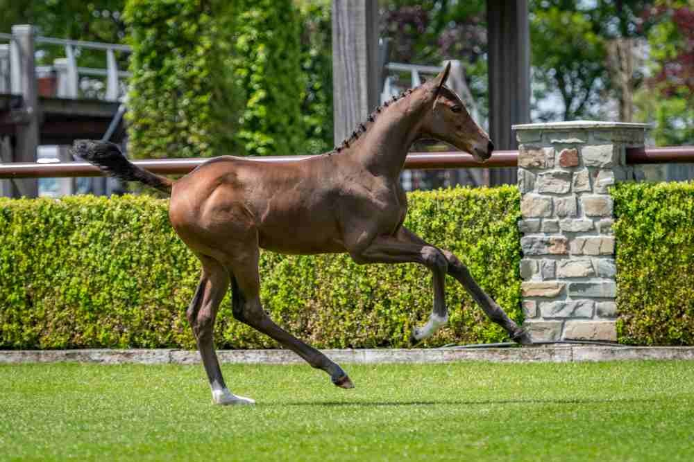 Rezella VG, filly by Hardrock Z — Mare · 5y