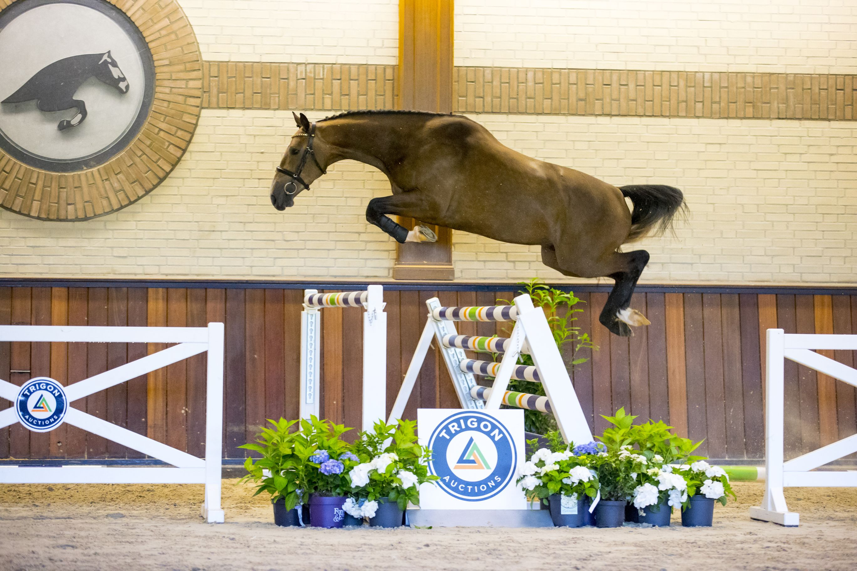 Nitro VD — Gelding · 8y