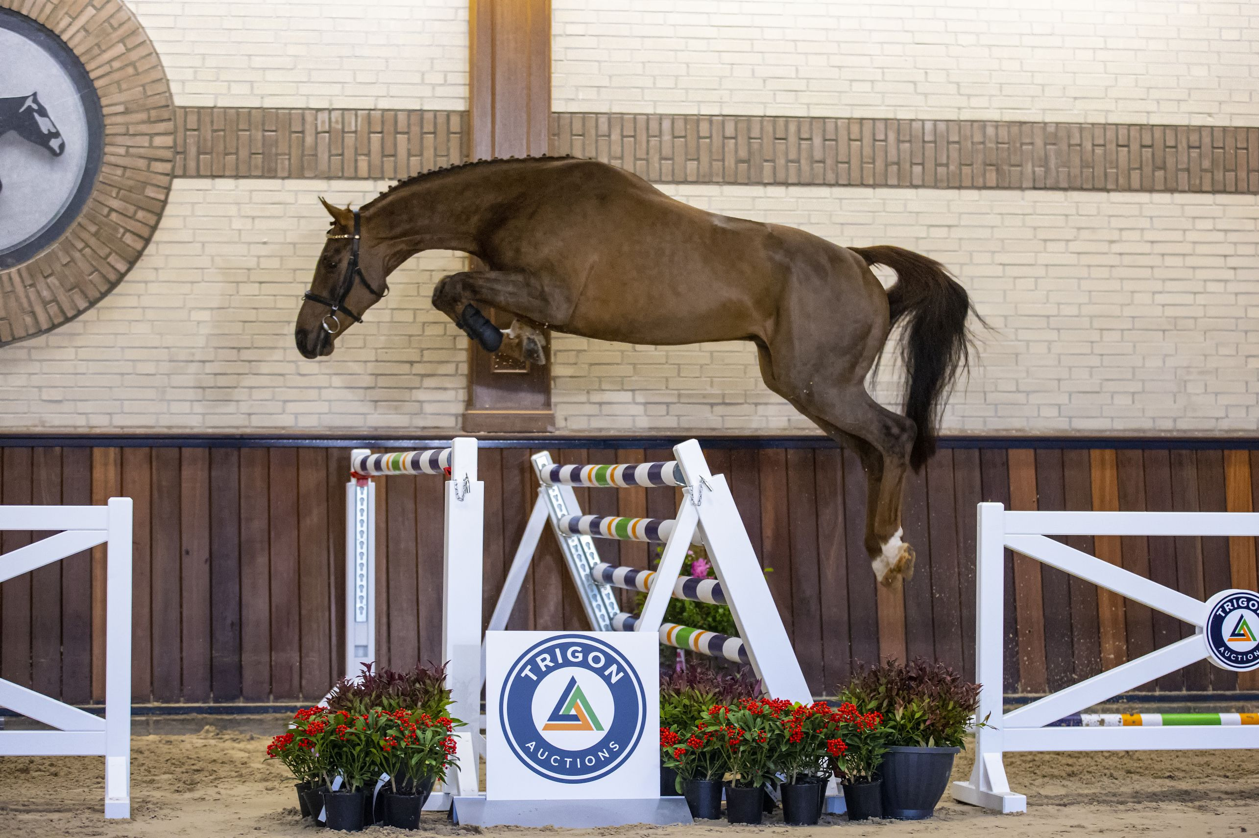 Montevideo VDL, gelding by Global Express — Gelding · 9y