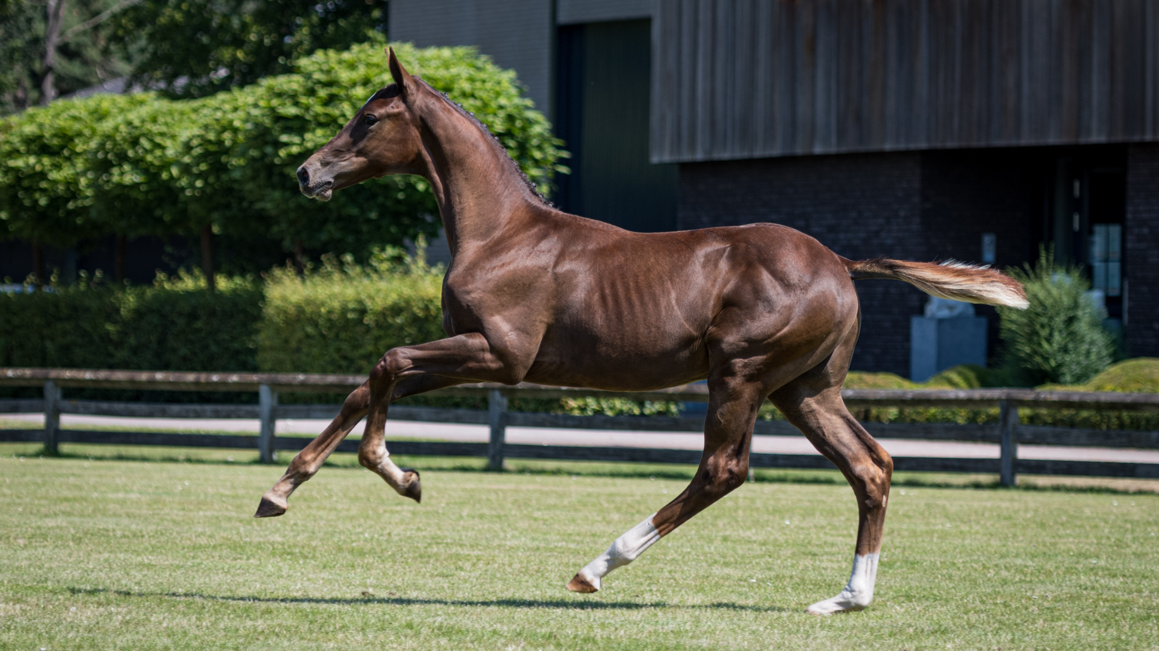 Palvano ZW, colt by Dakar VDL — Stallion · 6y