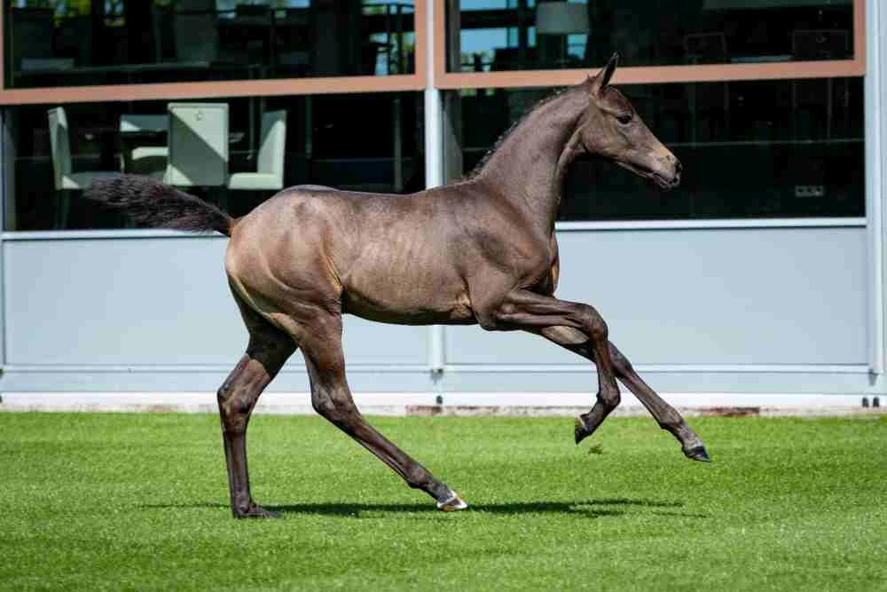 Darko van Klein Statum Z, colt by Dallas VDL — Stallion · 5y