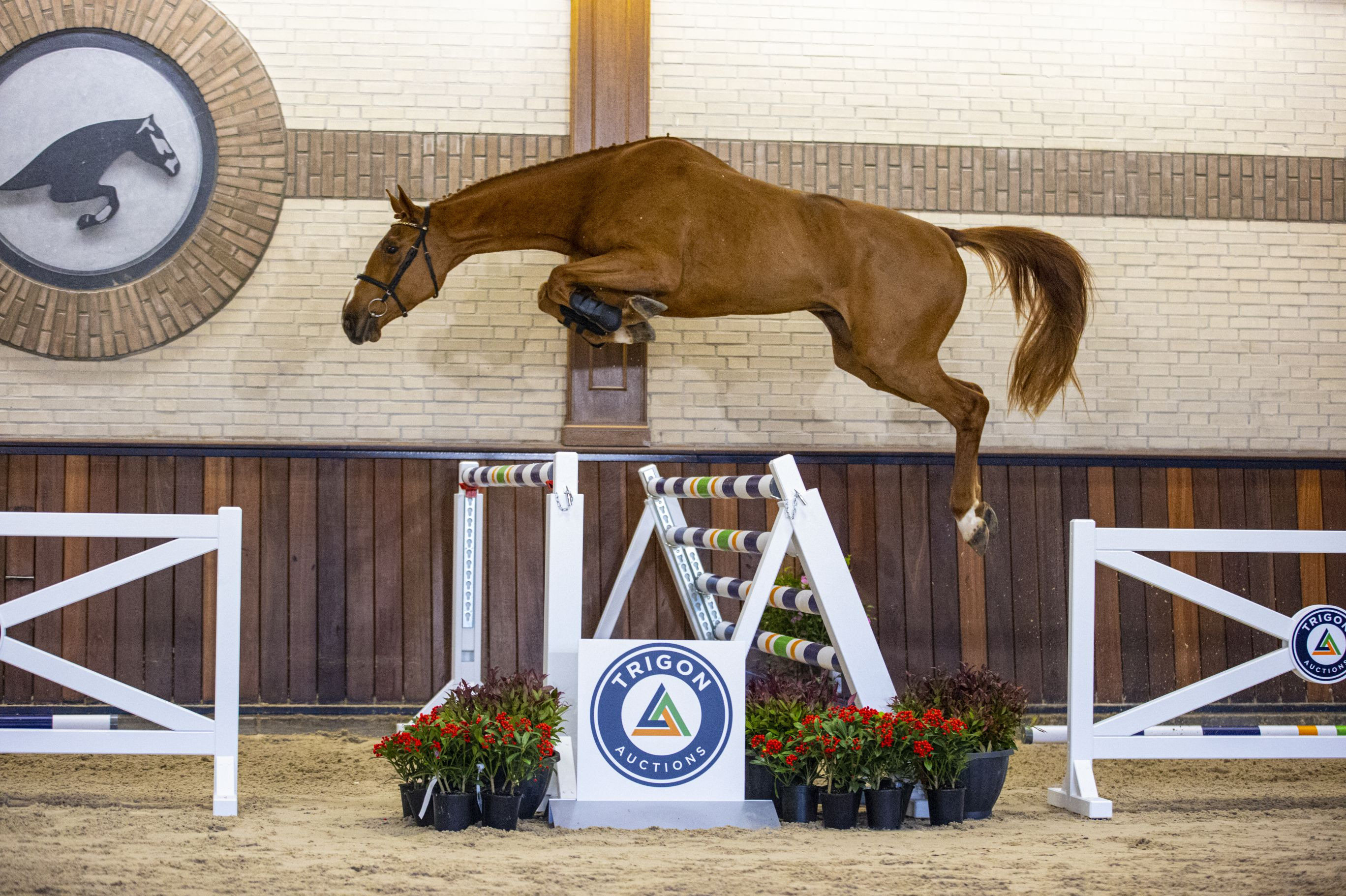 Modesto, gelding by Zirocco Blue VDL — Gelding · 9y