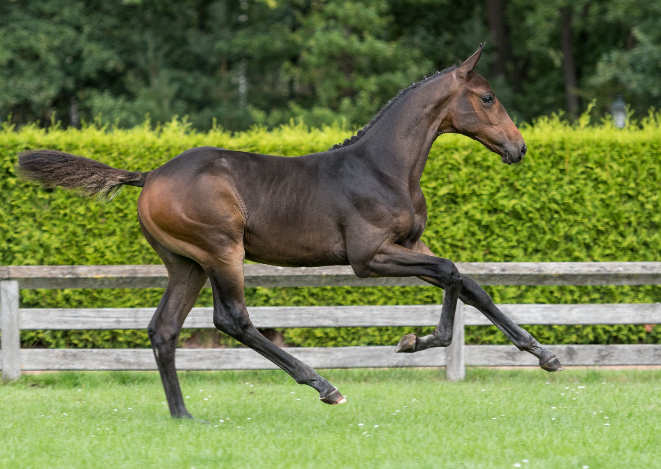 Panamarenko de Ness, colt by Kallmar VDL — Stallion · 6y