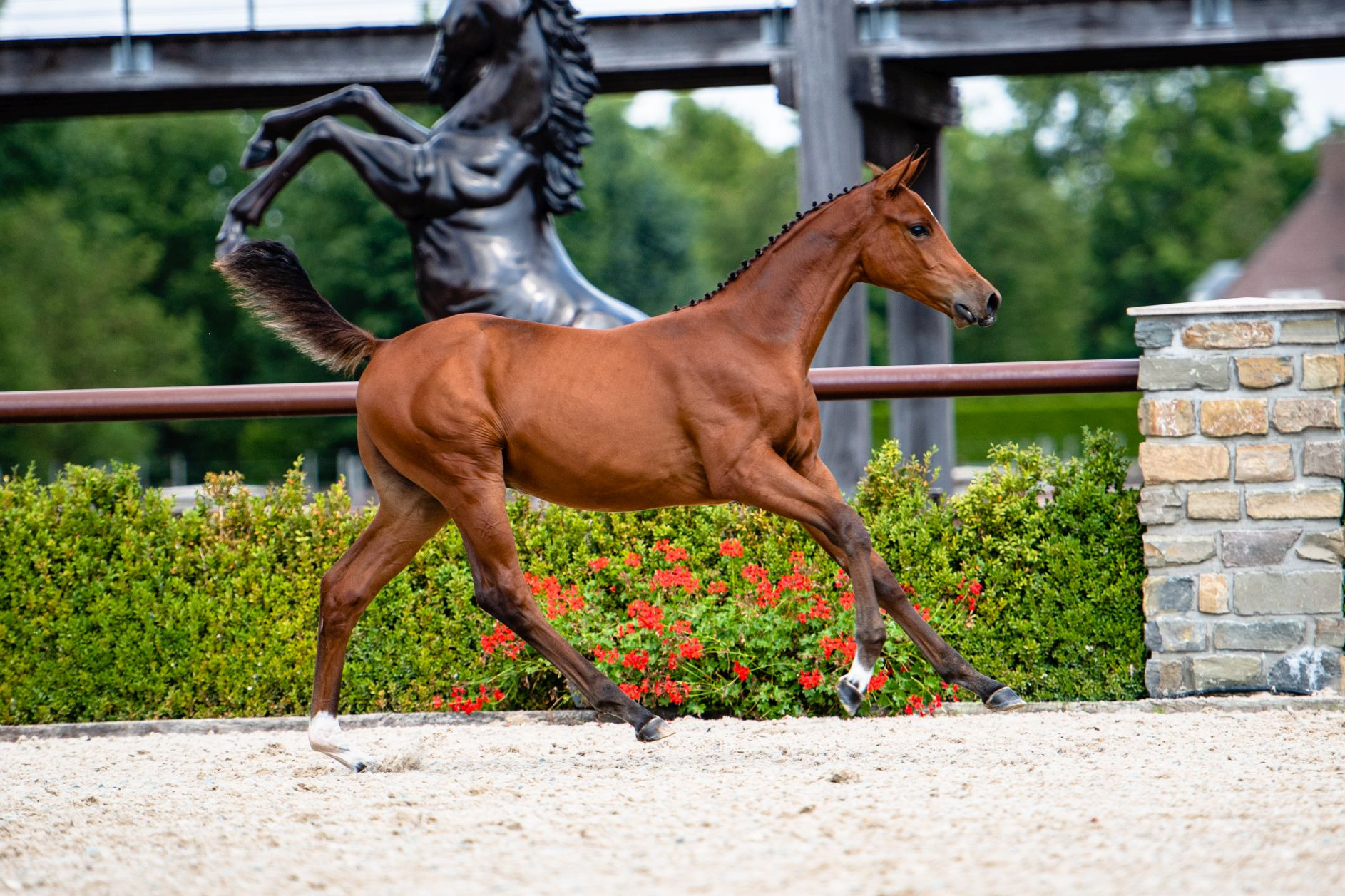 Niceson Axelhoeve Z — Colt · 5y