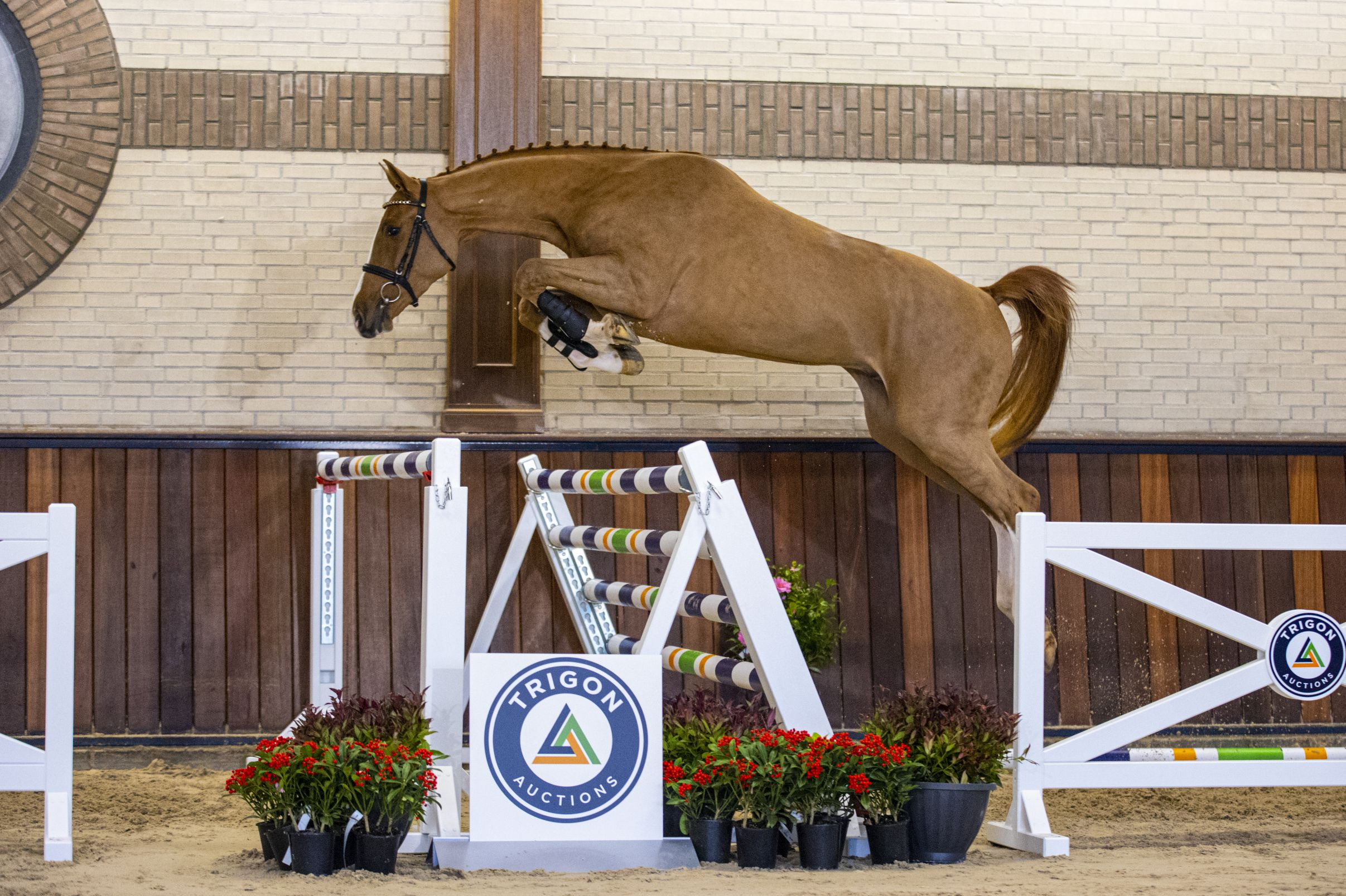 Mc. Ewan, gelding by Cohinoor VDL — Gelding · 9y