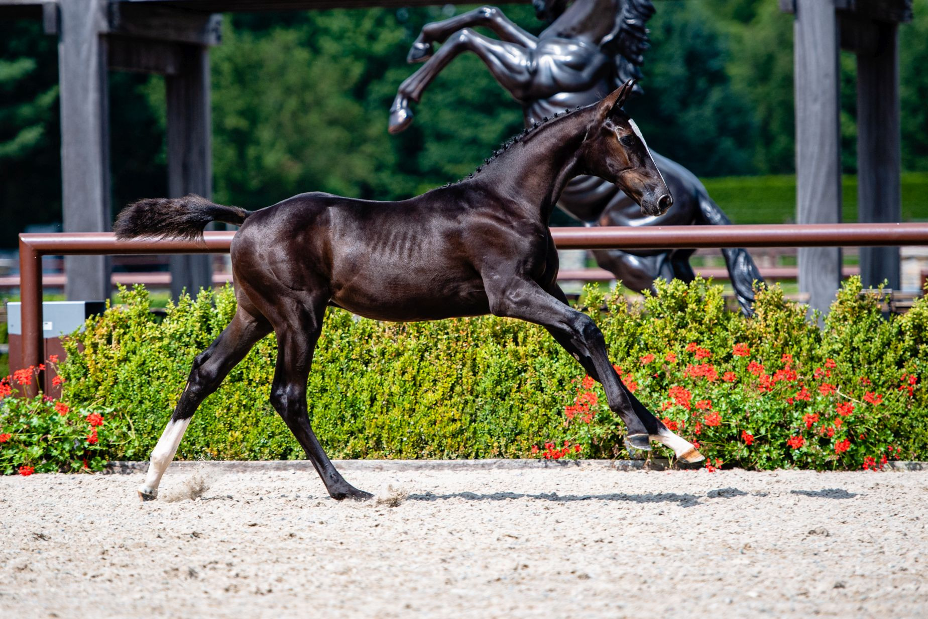 Ribalou van Druivenstein — Mare · 5y