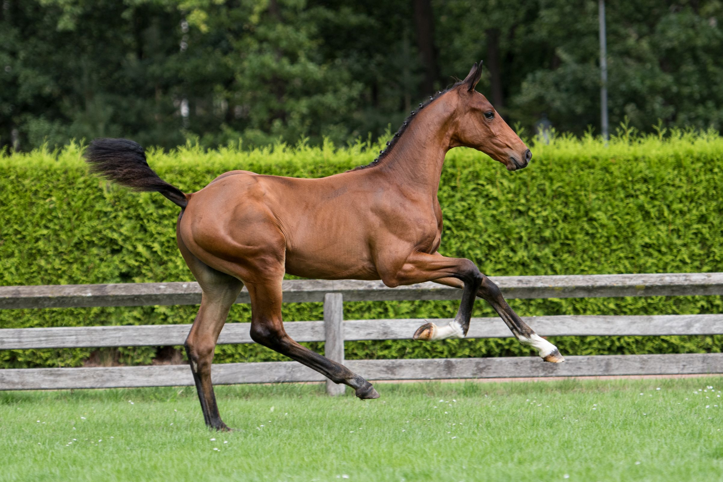 Gangster Heechhiem, colt by Gaillard de la Pomme — Stallion · 6y