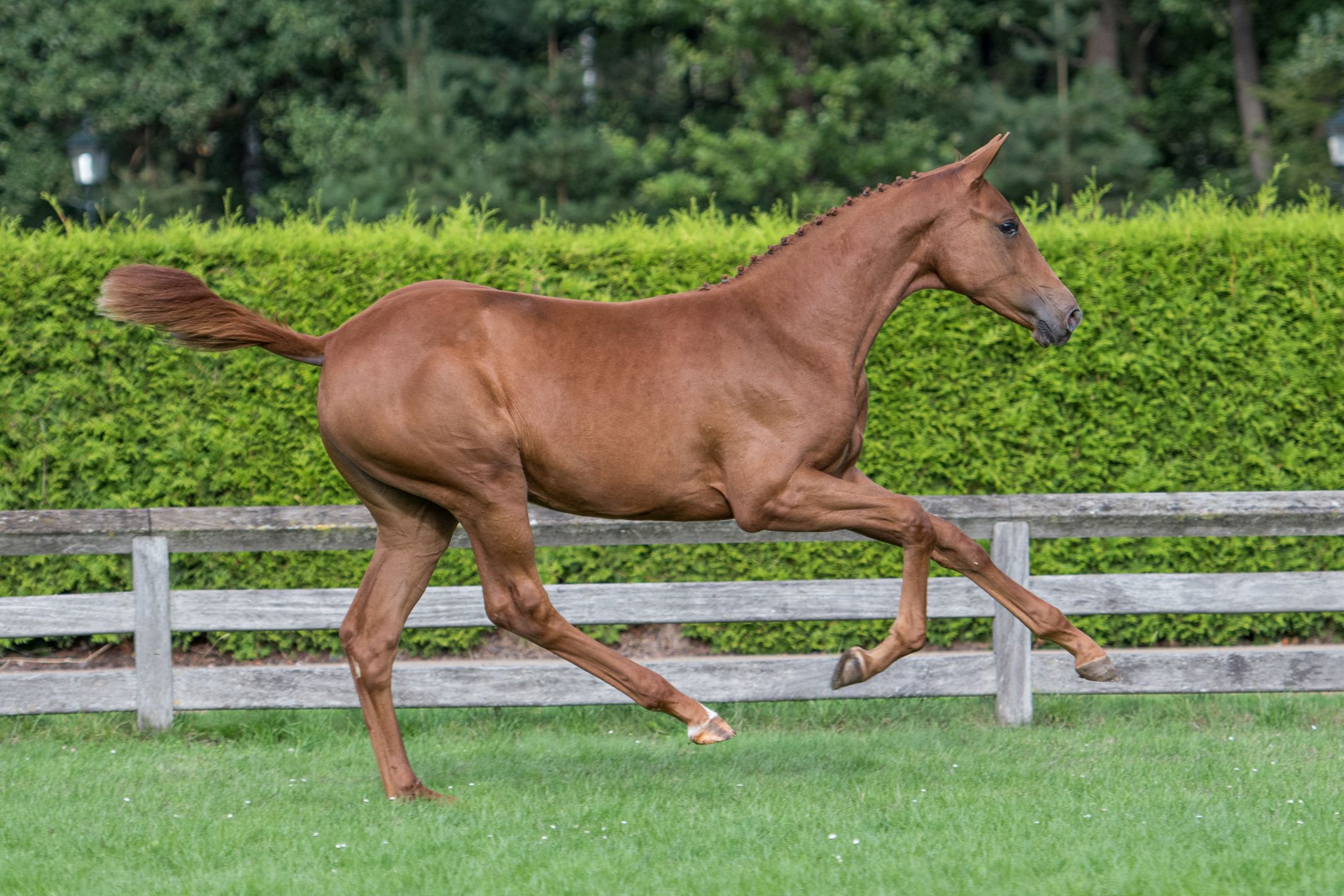 Pigeunerin ZW, filly by Carrera VDL — Mare · 6y