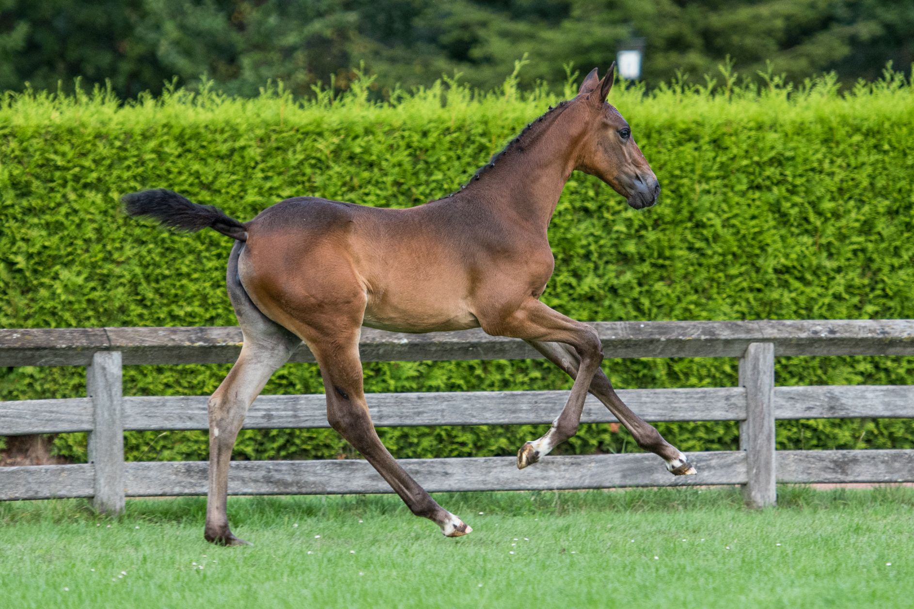 Paradella, filly by Cardento — Mare · 6y