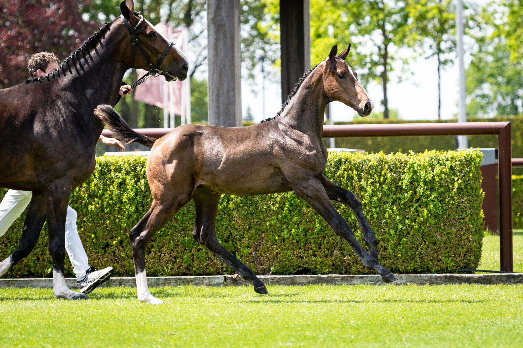 Rolex W, colt by Chaqui Z — Stallion · 5y