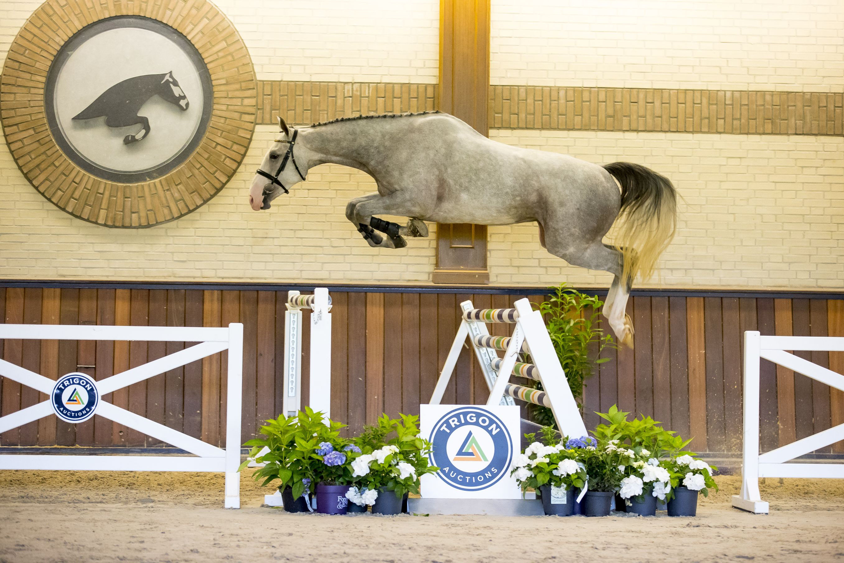 Nirocco — Mare · 8y